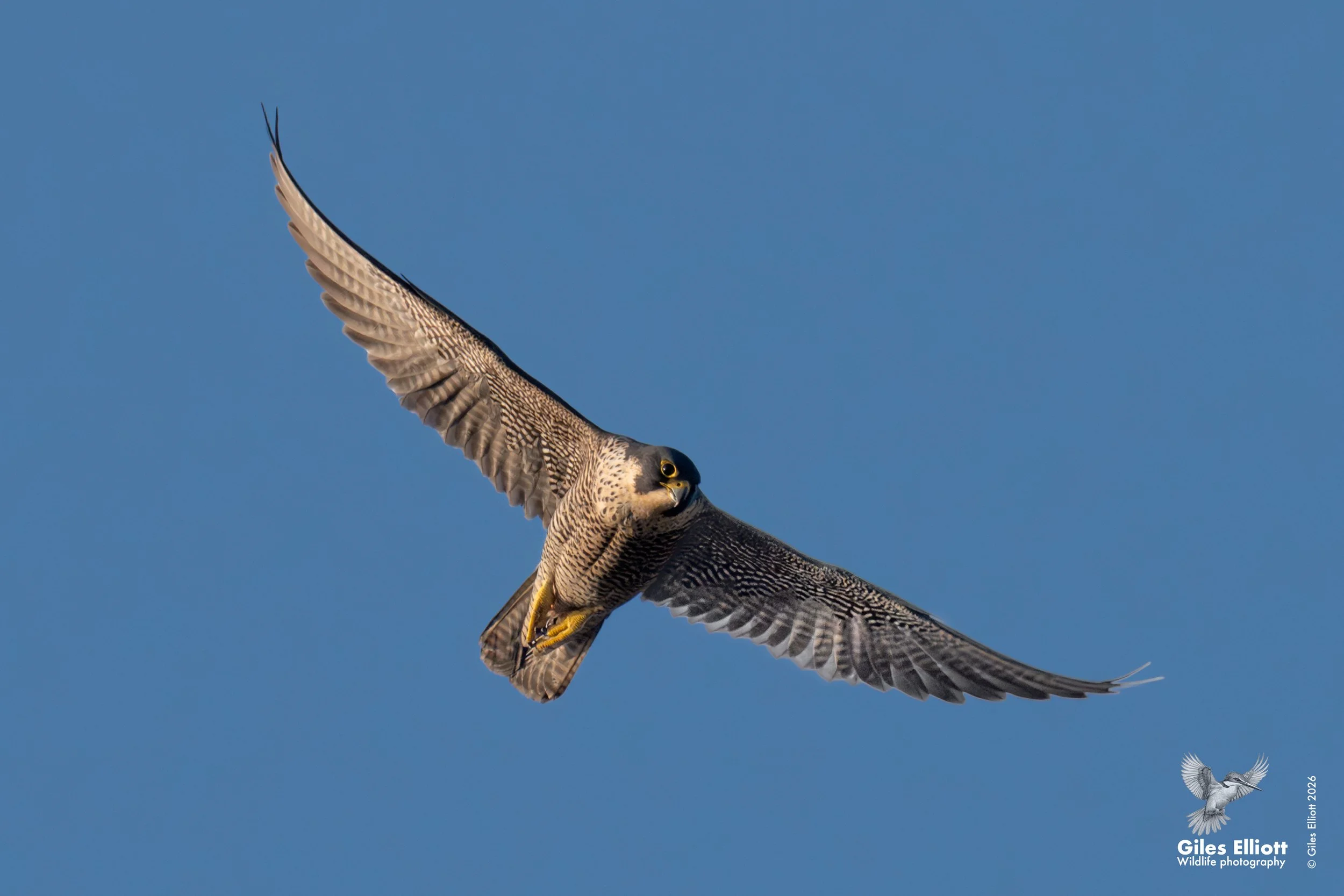 peregrine stare.jpg