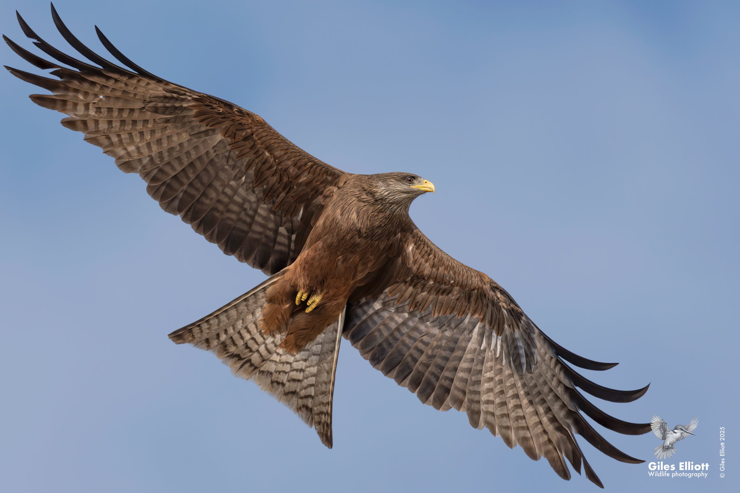 Yellow billed kite