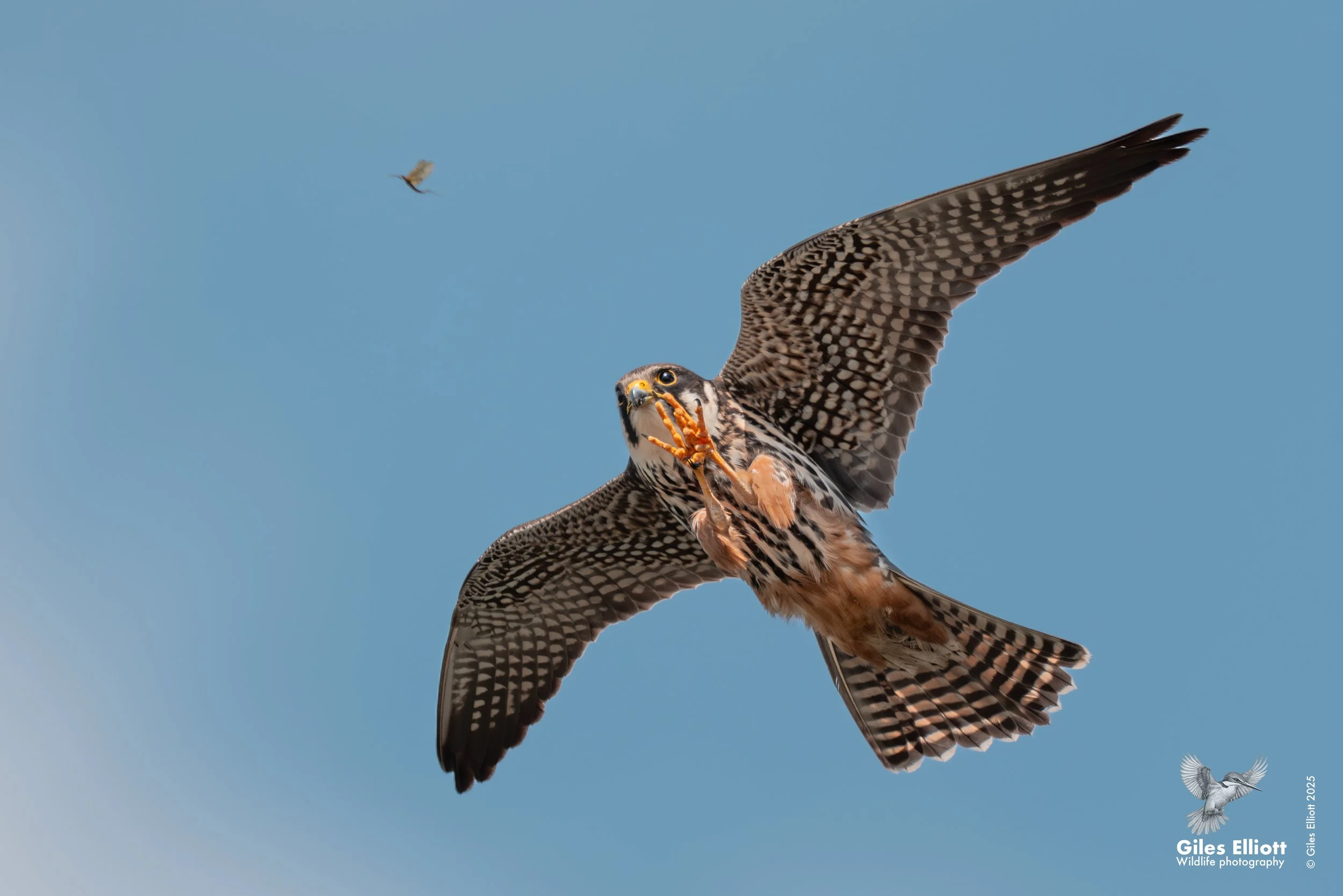 Hobby. Berkshire, UK. May 2025