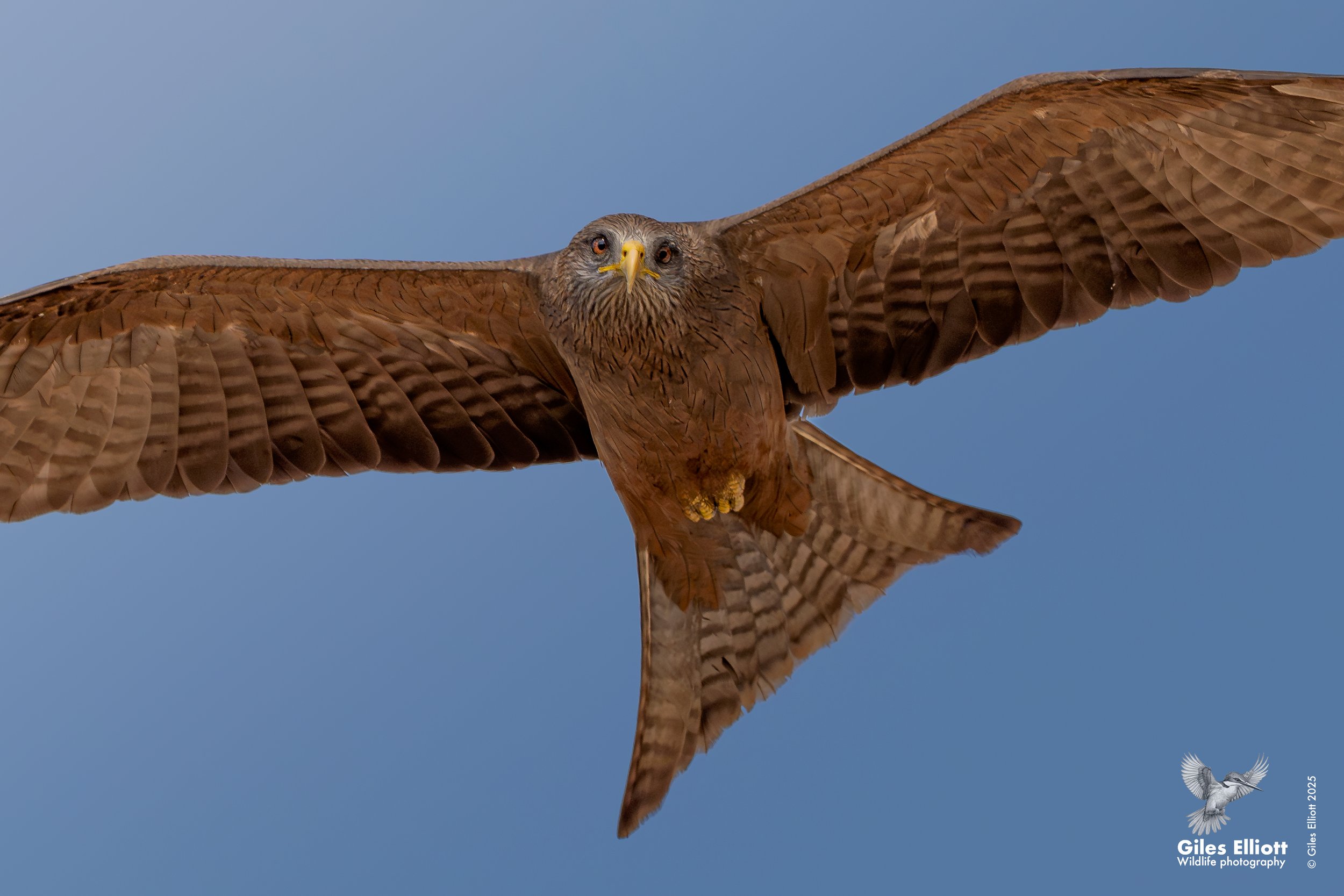 Yellow billed kite