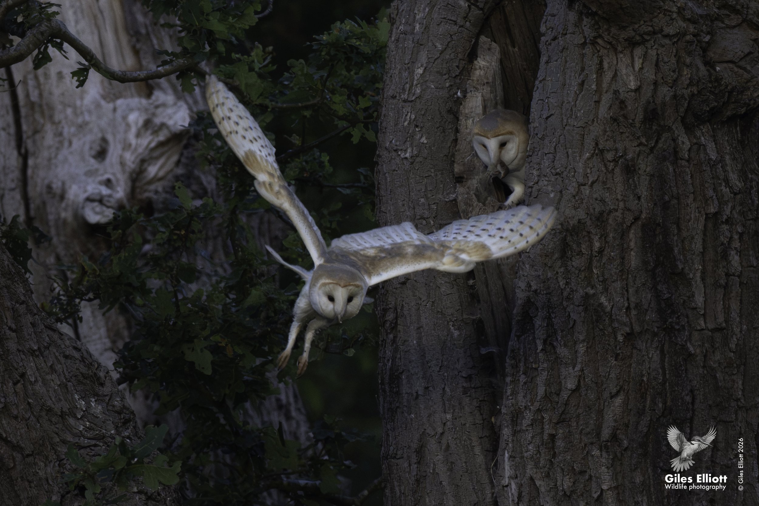 Barn owl