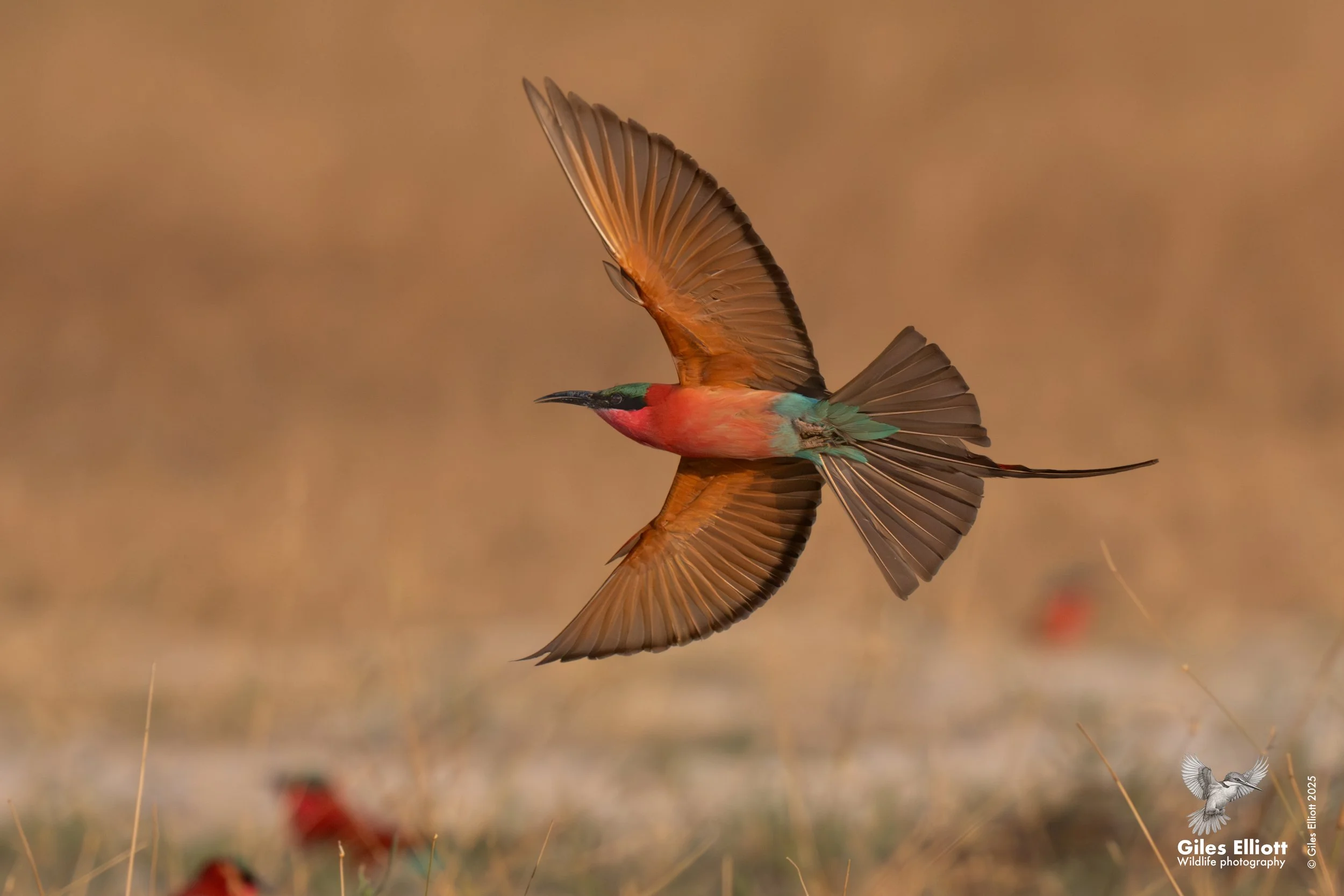 Southern Carmine Bee-eater