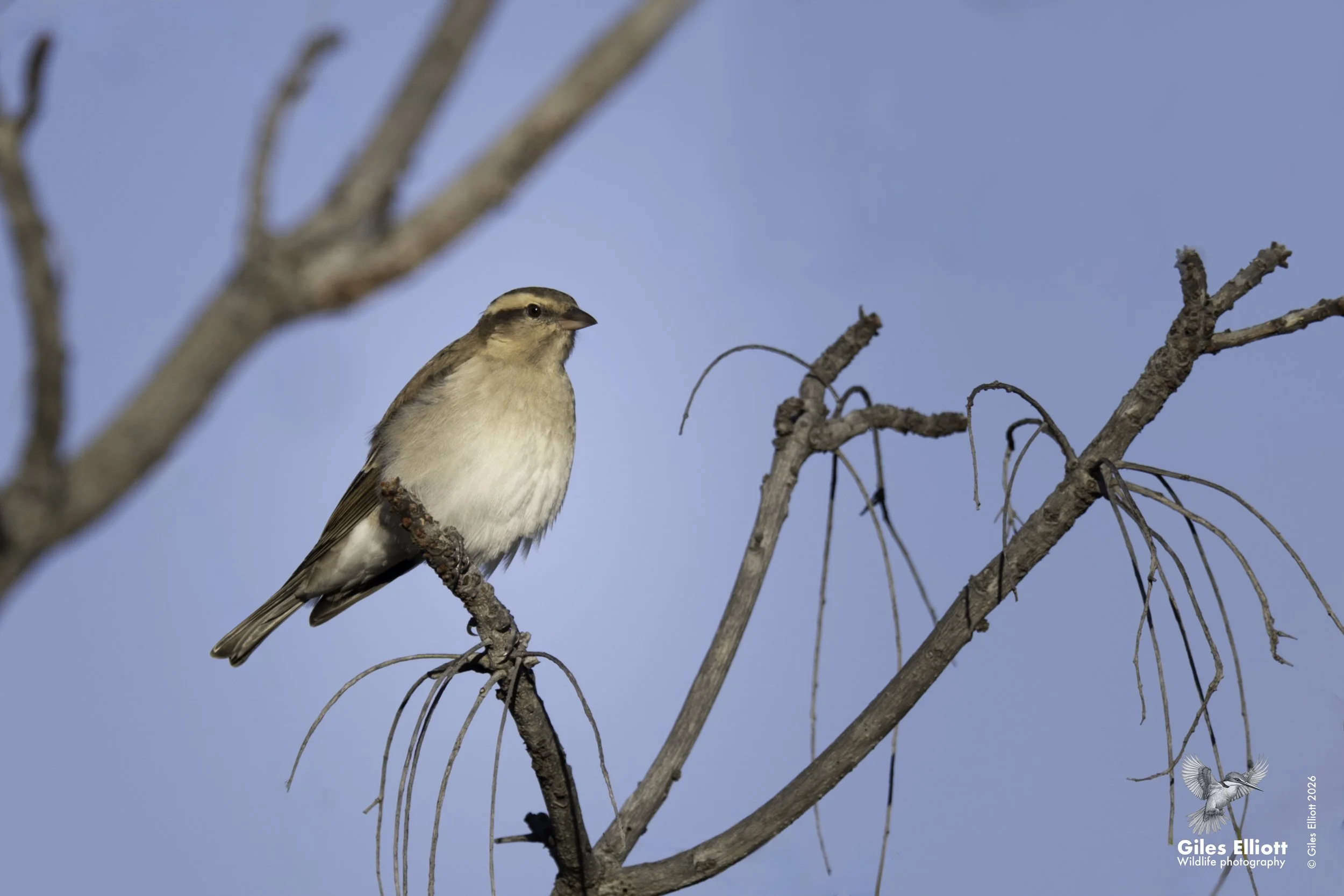 Yellow-throated bush sparrow