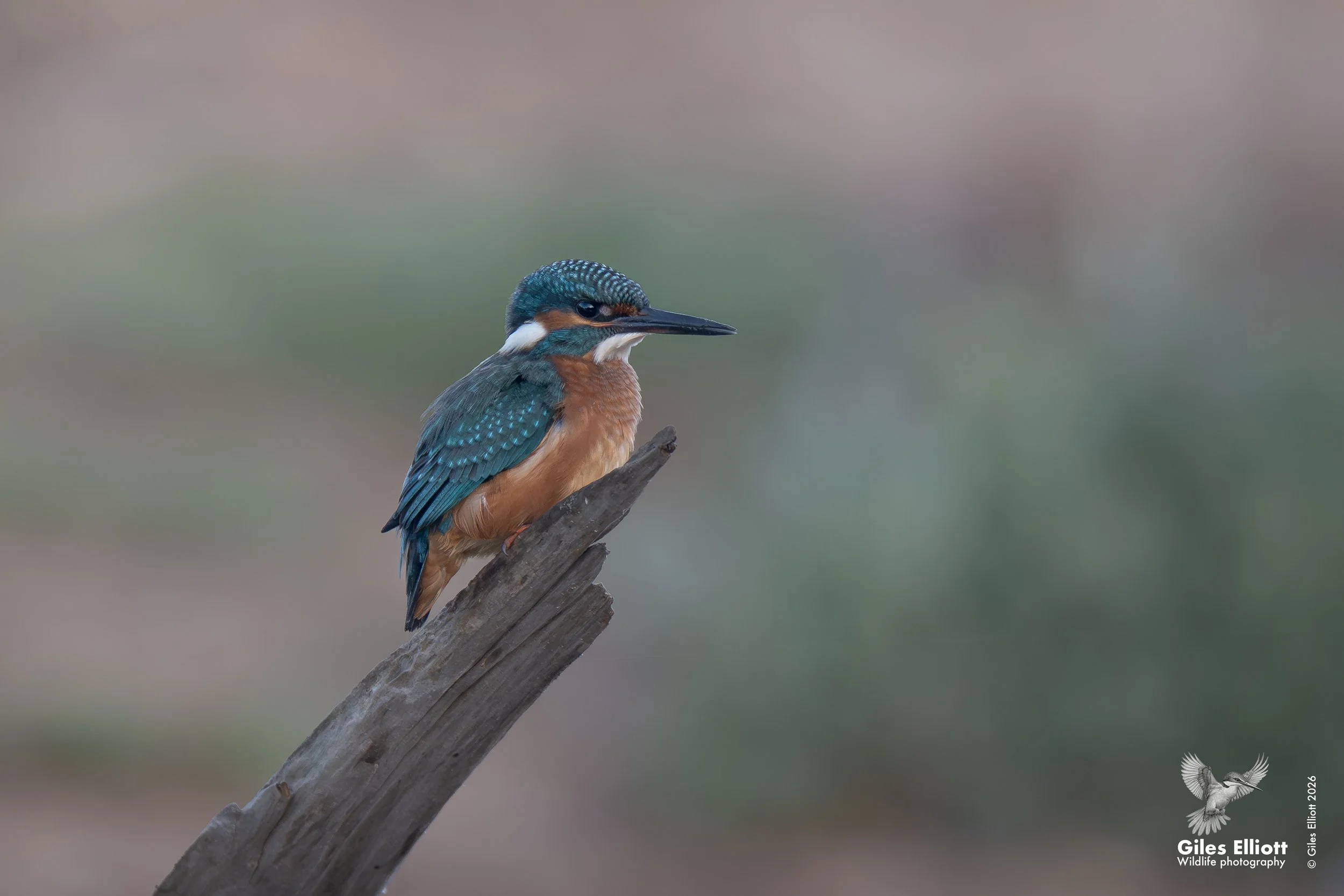 European kingfisher