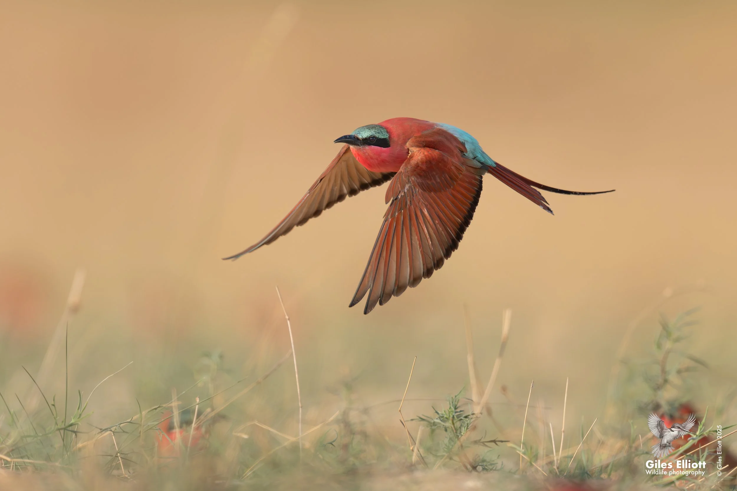 Southern Carmine Bee-eater