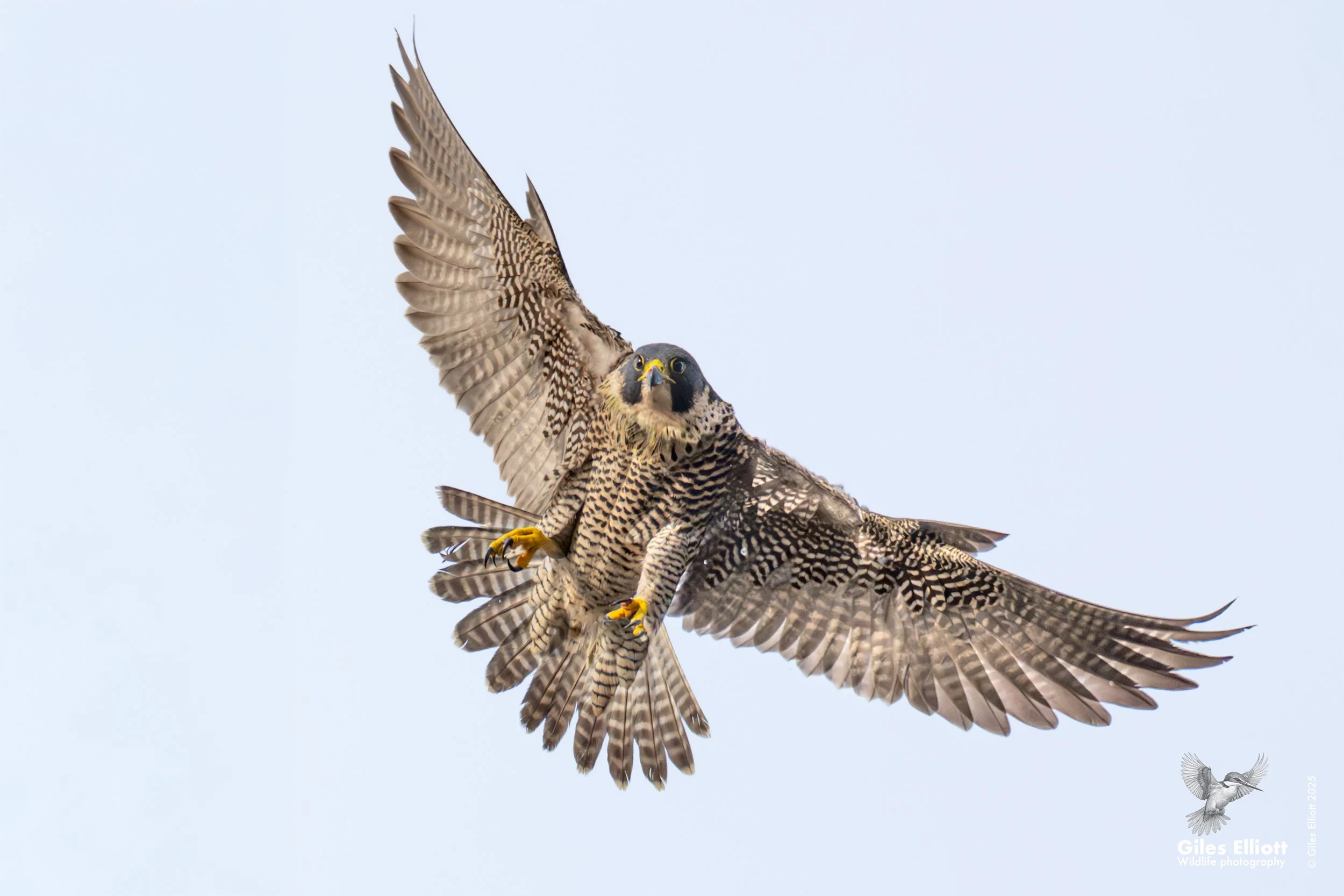 Peregrine Falcon. Thames Valley, UK. January 2026