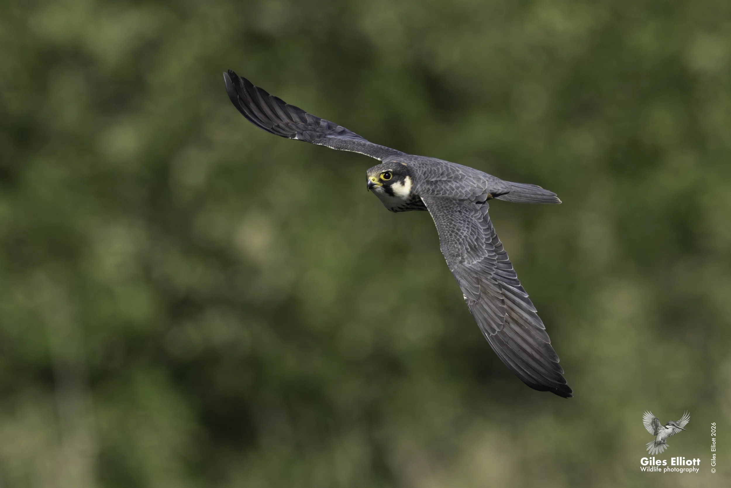 Hobby