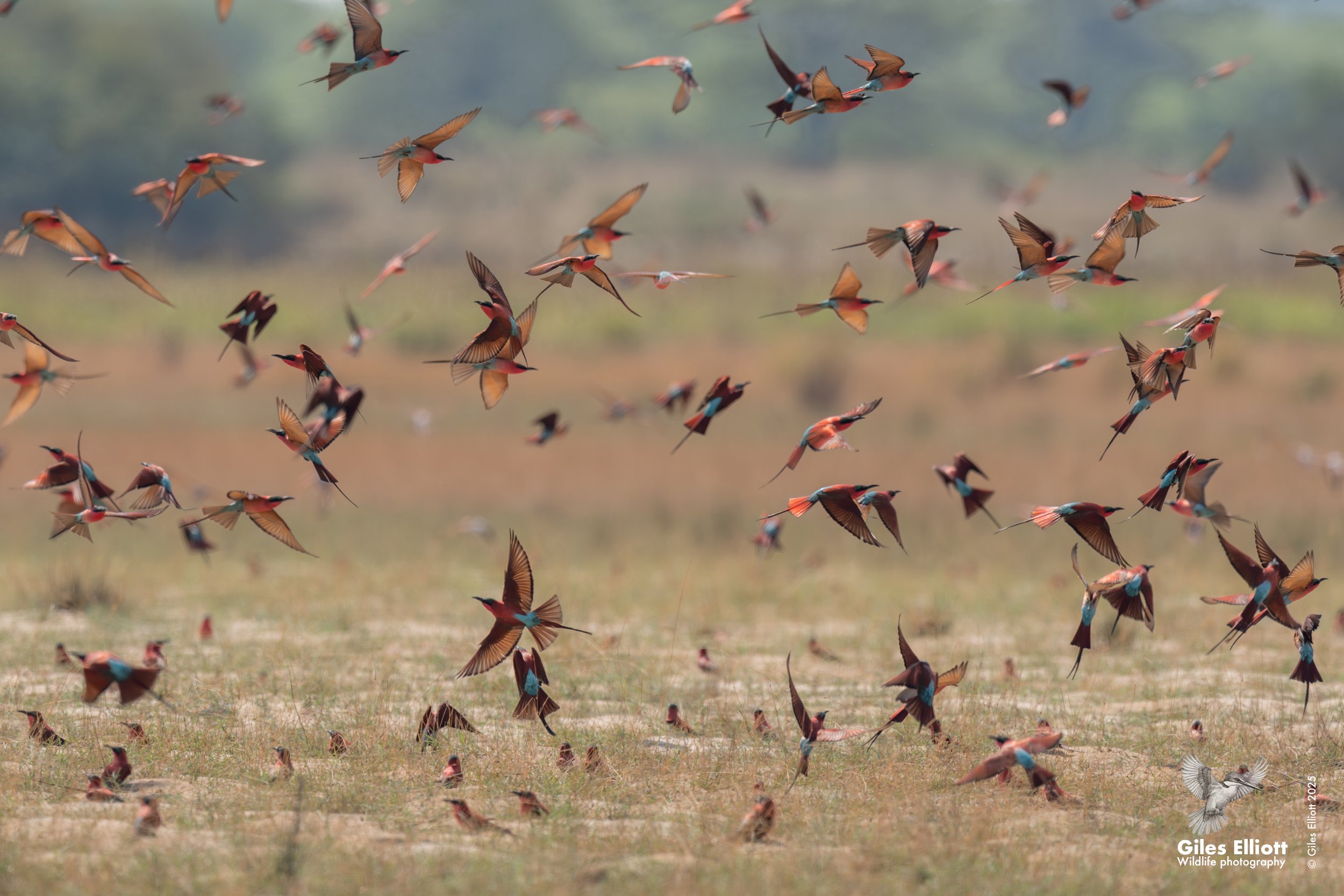 Southern Carmine Bee-eater