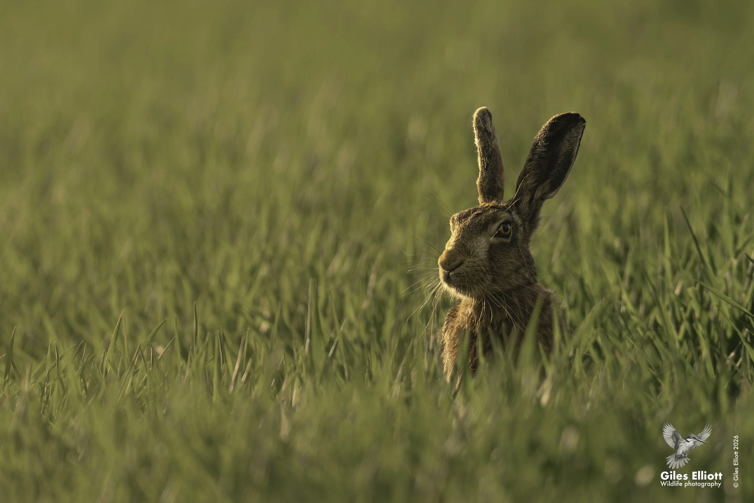 Hare
