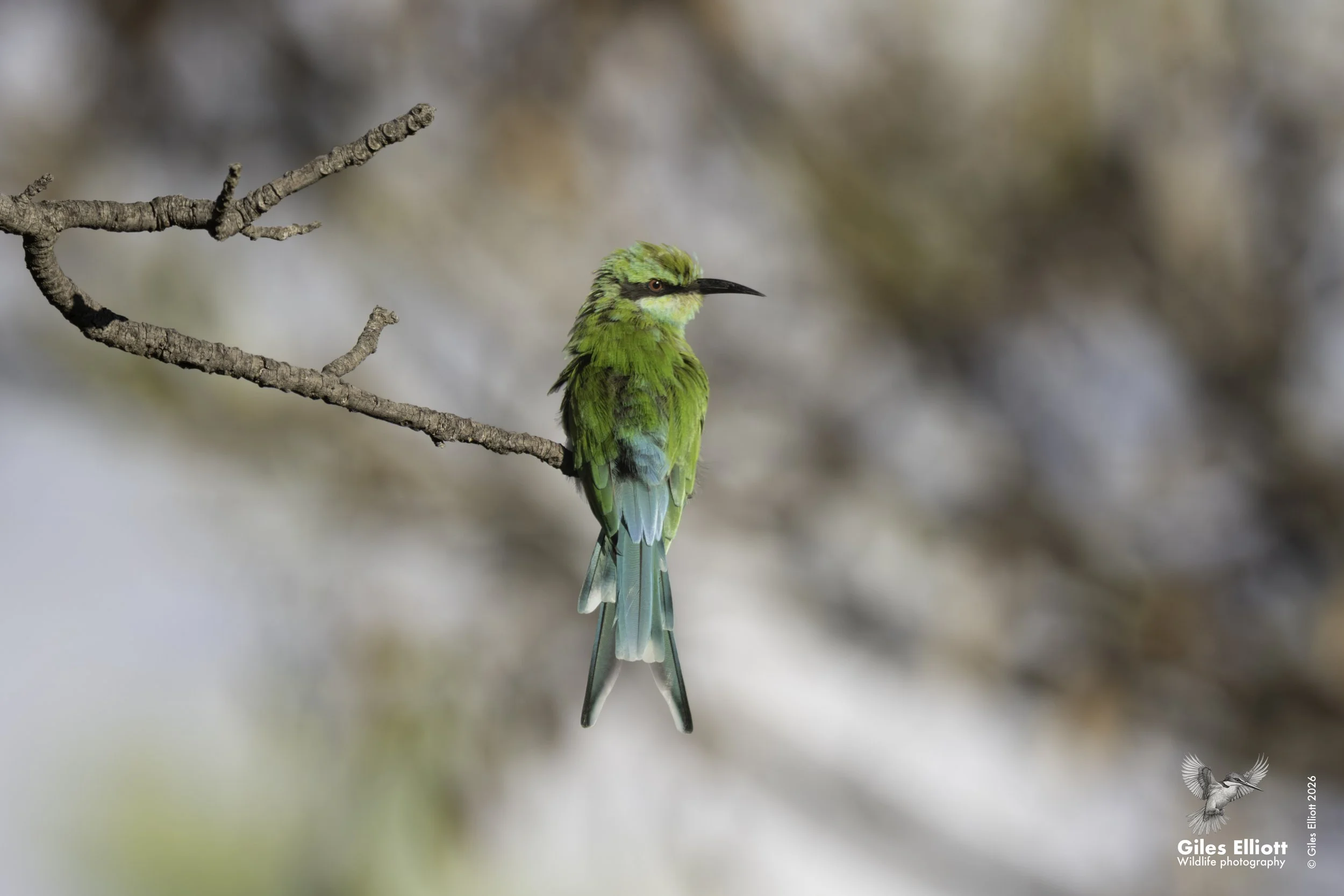 Swallow-tailed bee-eater