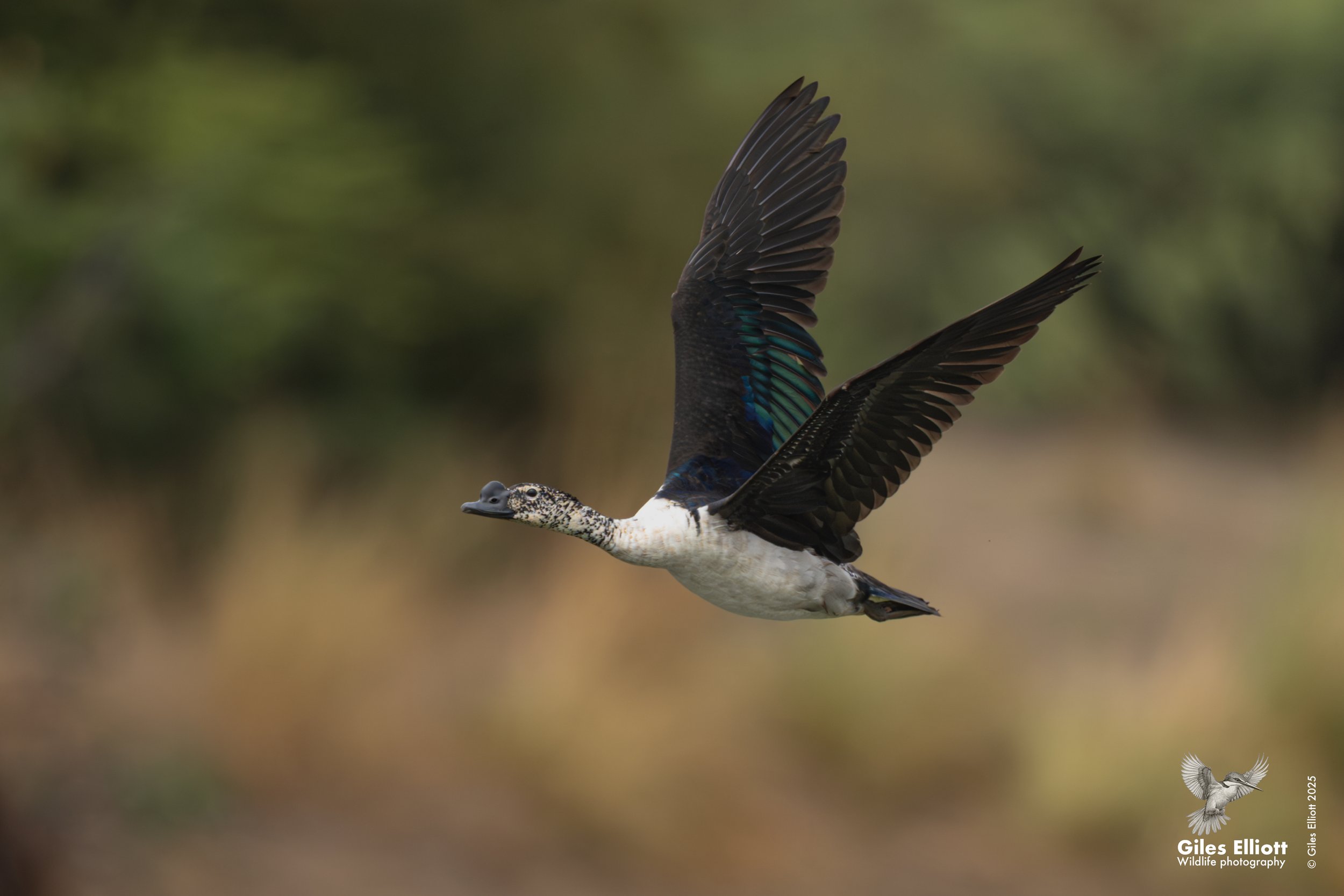 Knob-billed duck