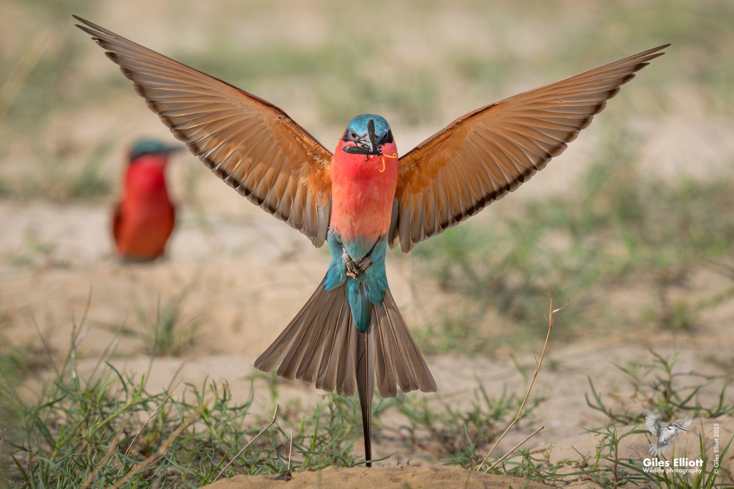 Southern Carmine Bee-eater