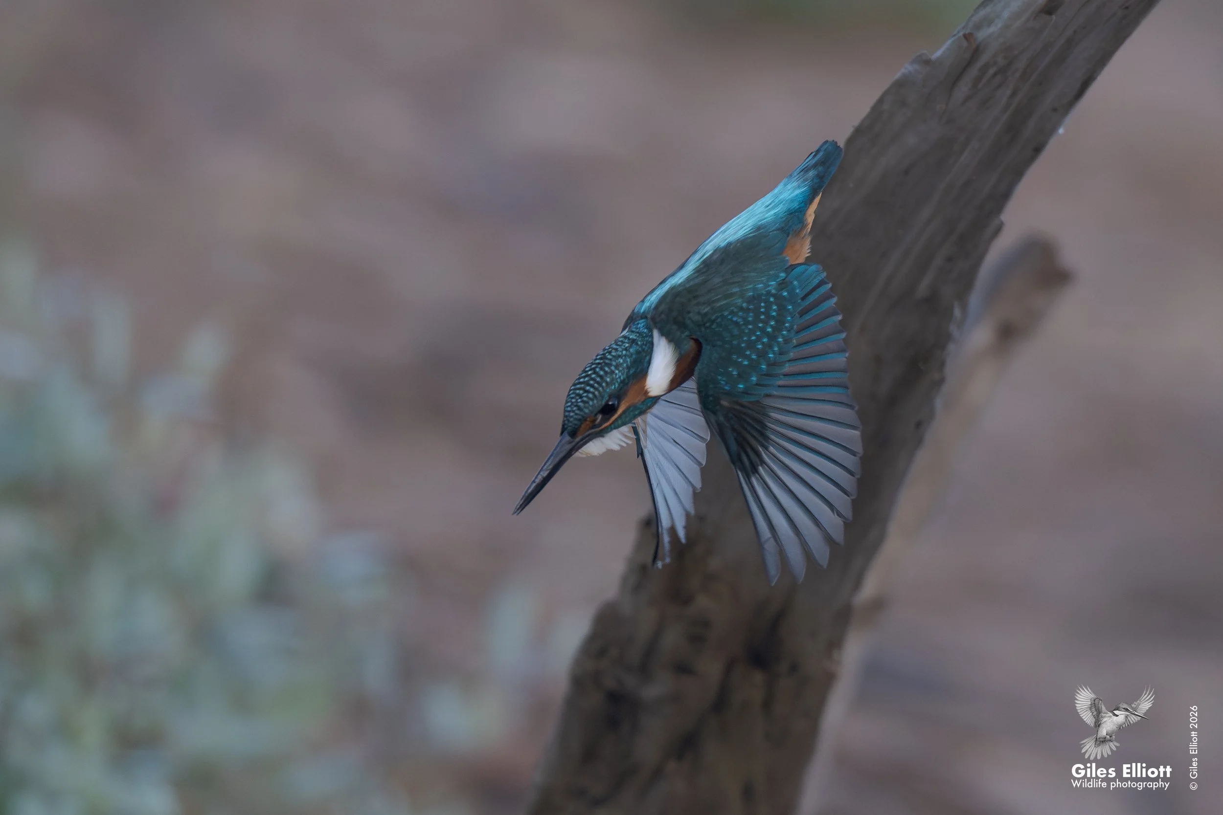 Kingfisher