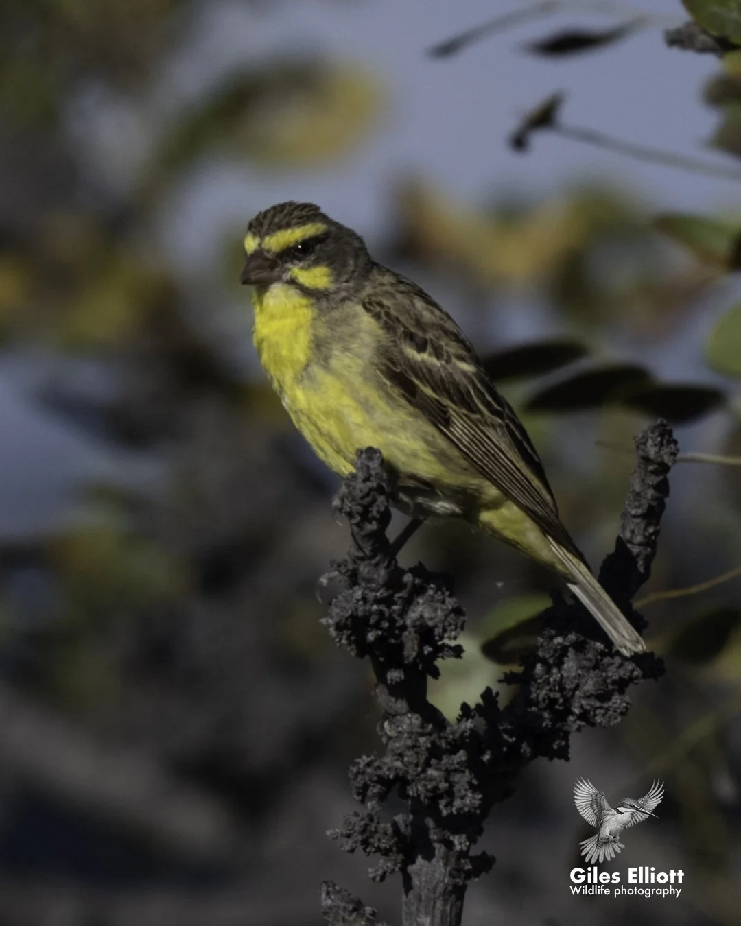 Yellow-fronted canary