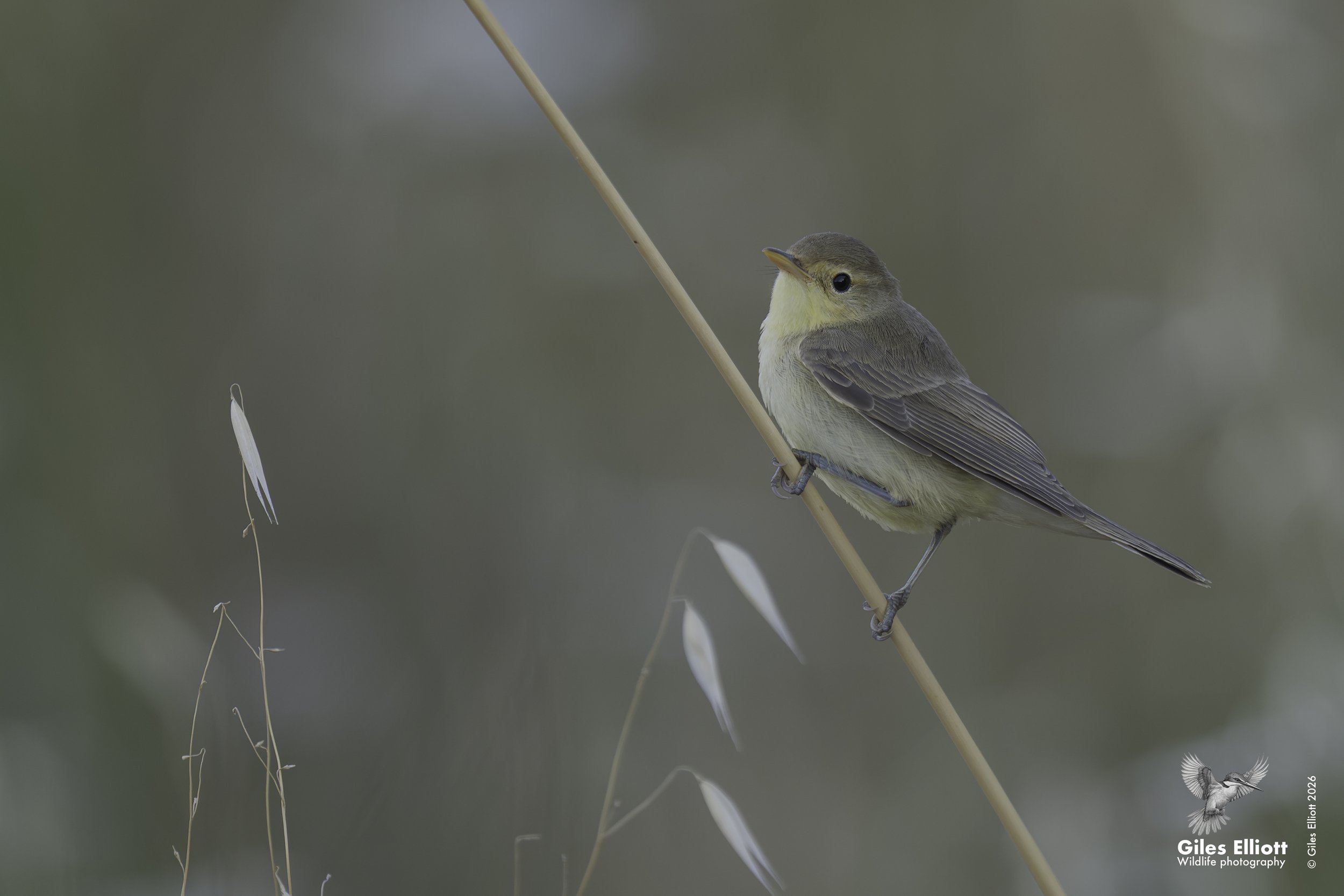 Chiffchaff