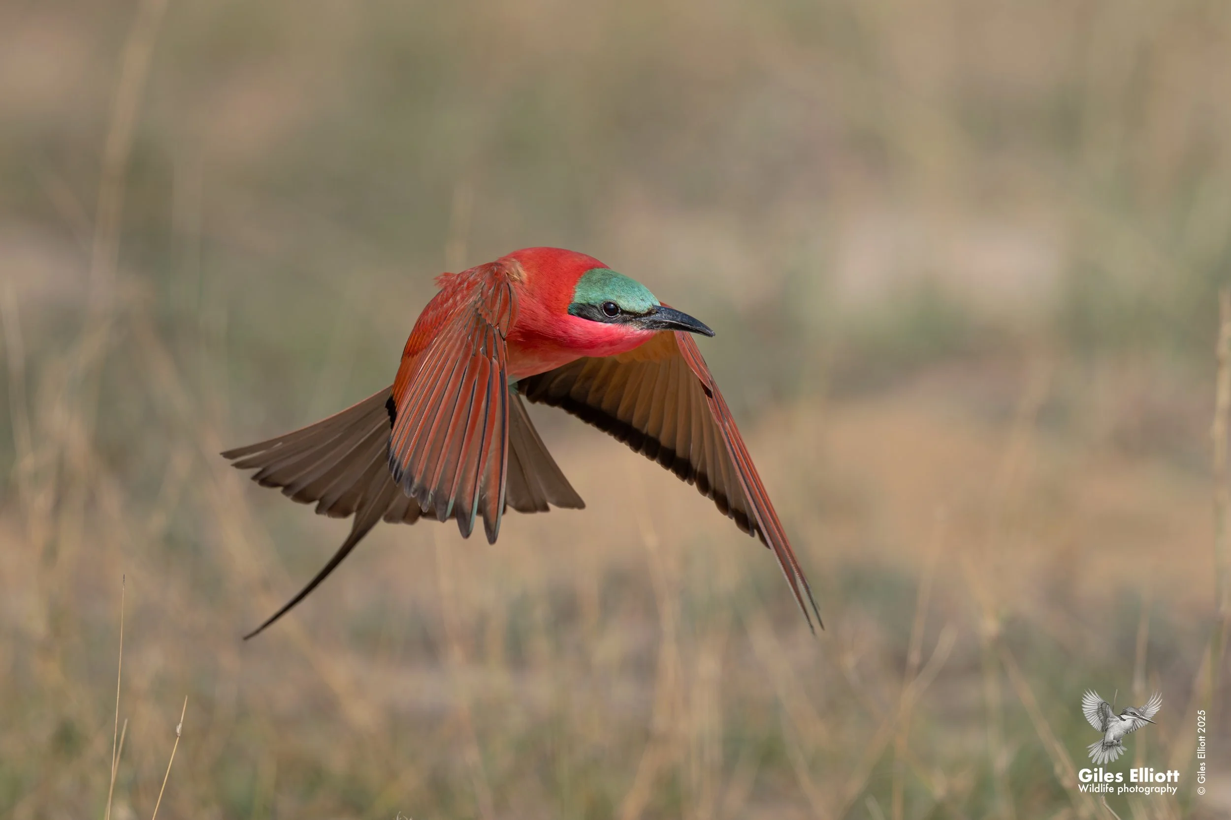 Southern Carmine Bee-eater