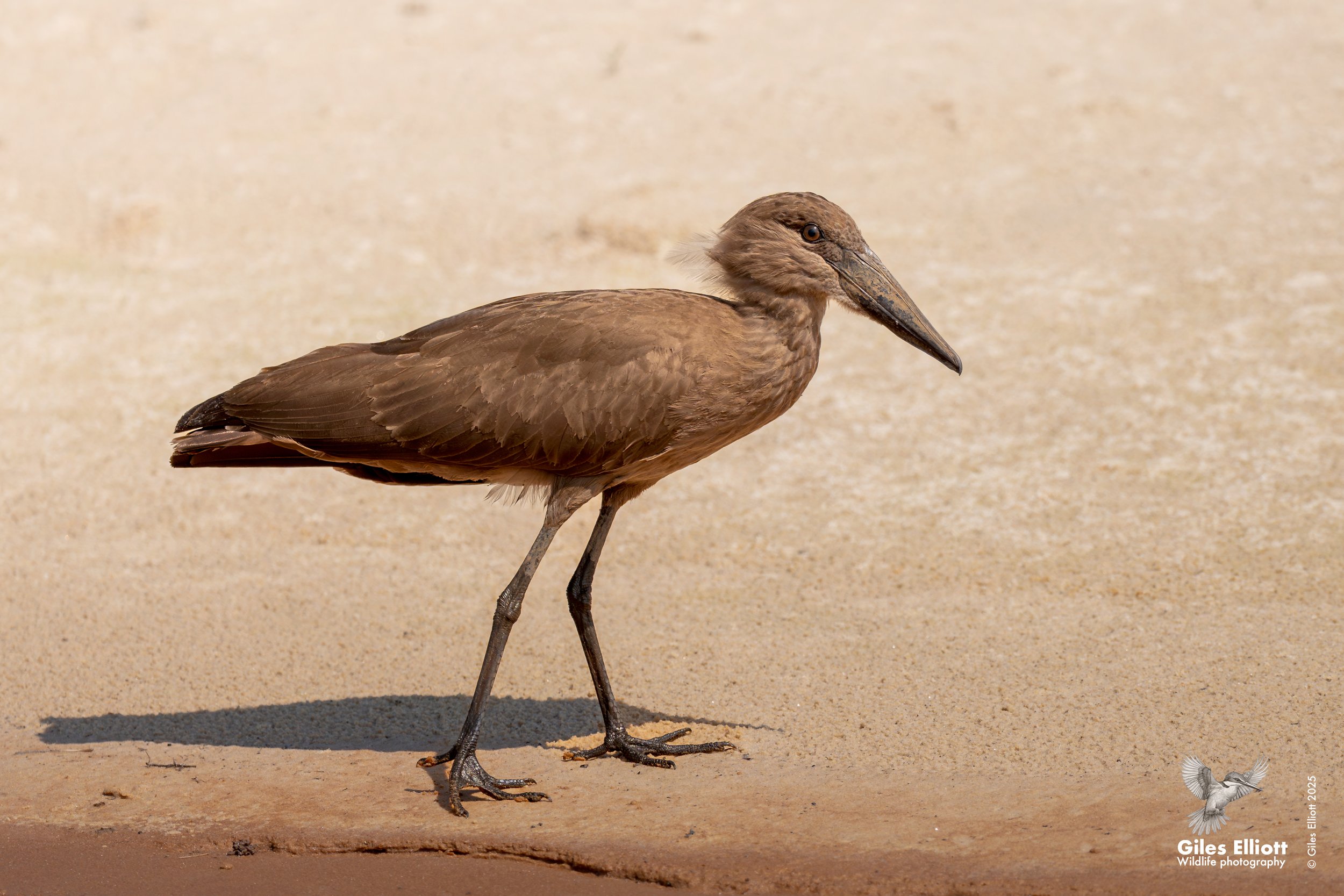Hammerkop