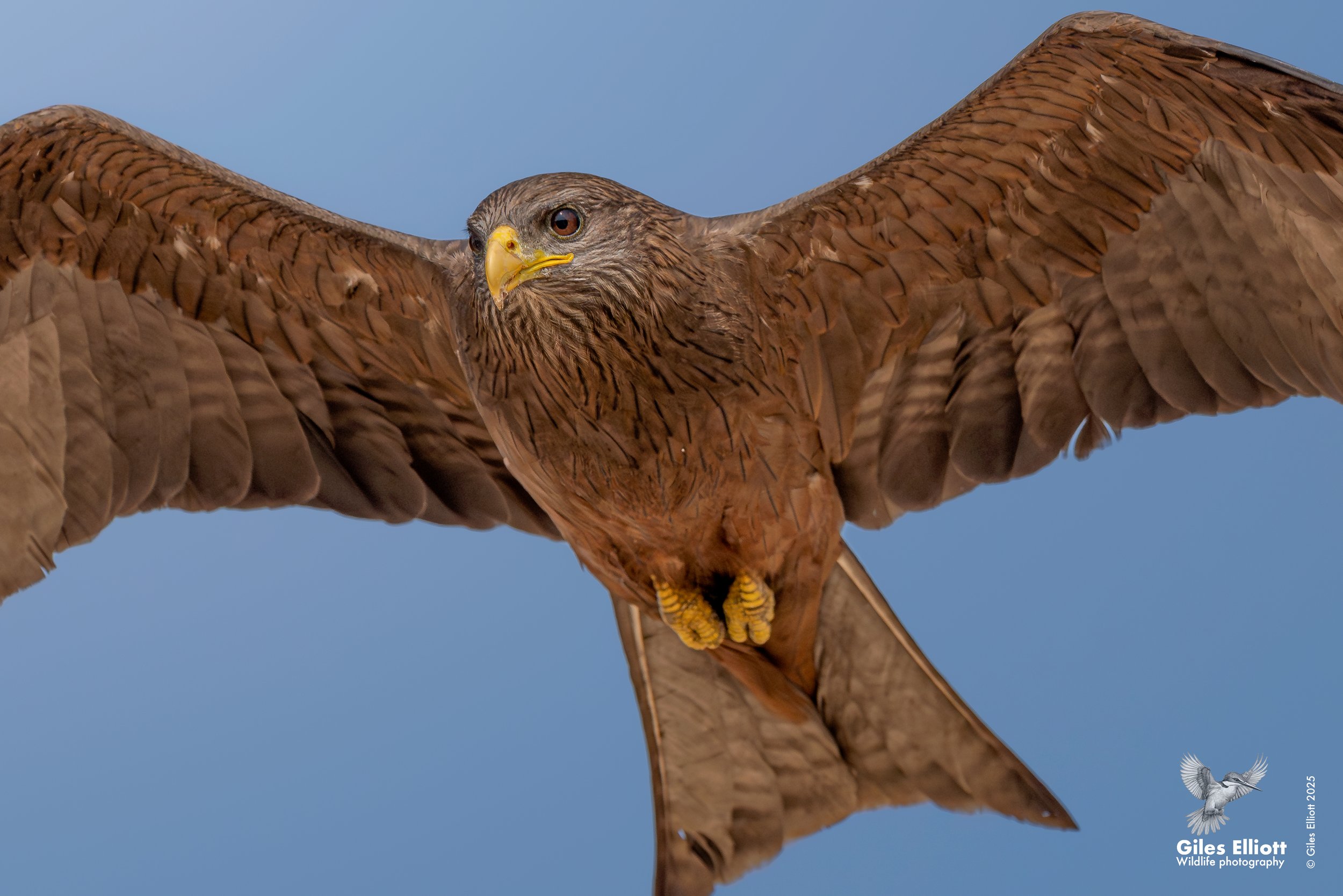 Yellow billed kite