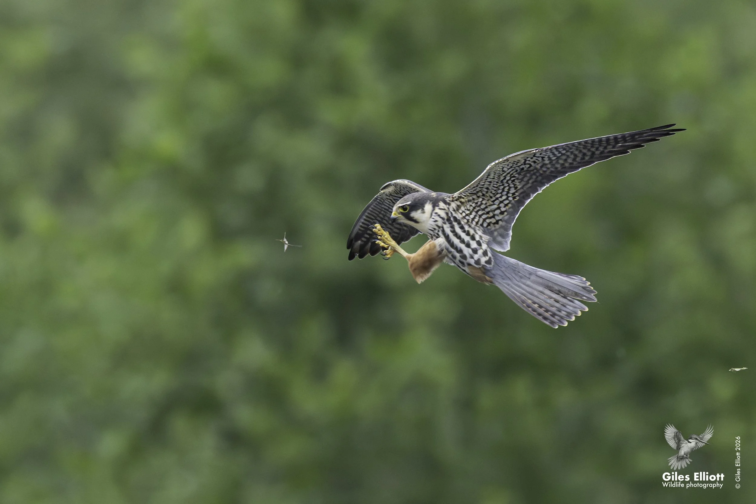 Hobby