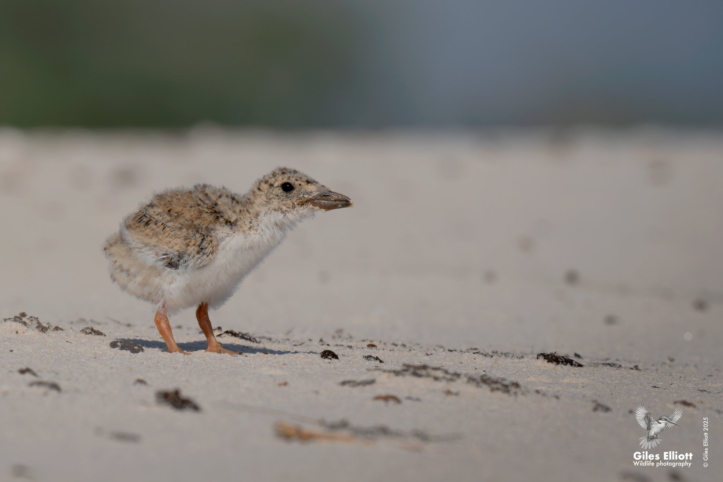 African skimmer