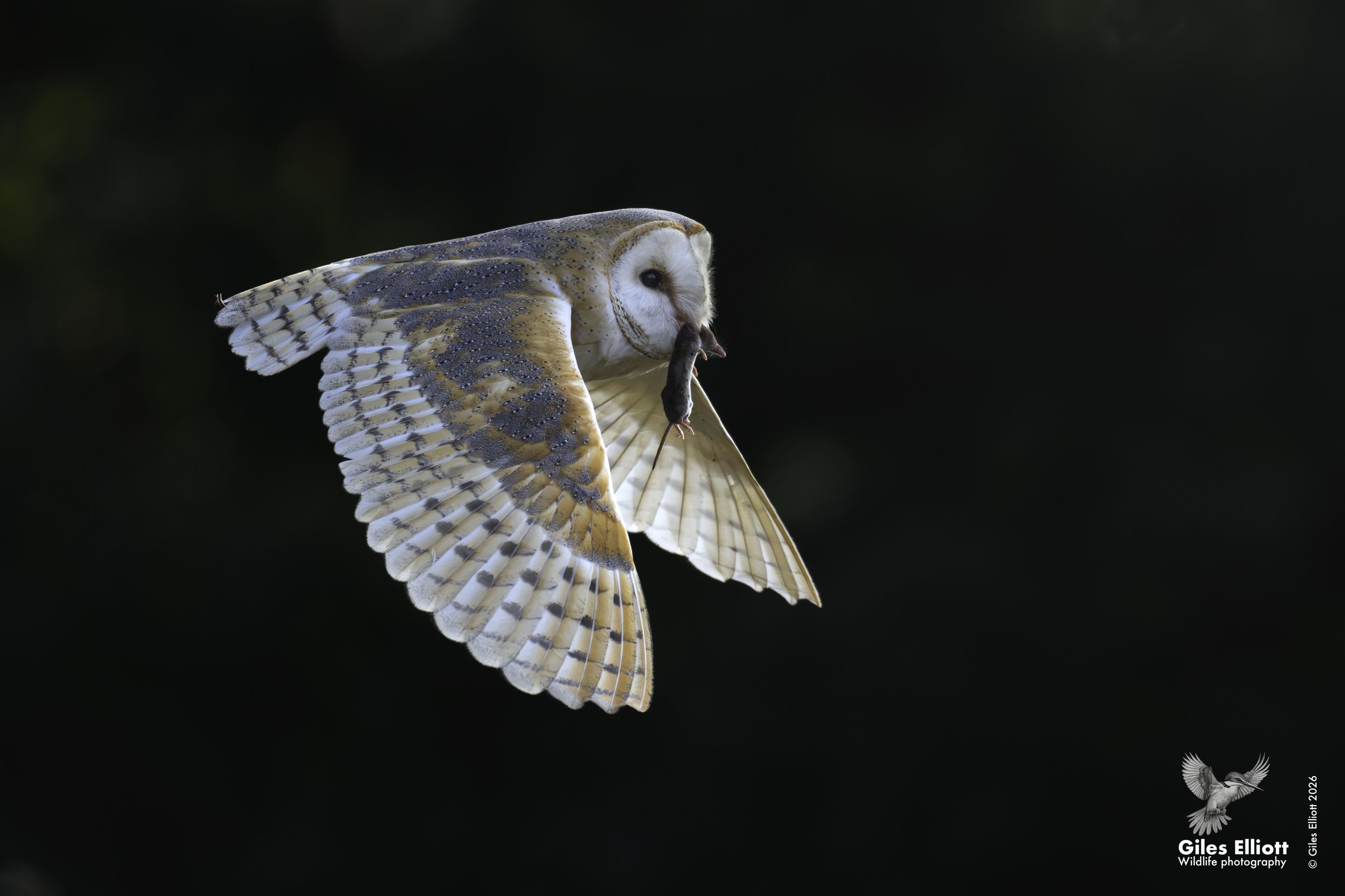 Barn owl