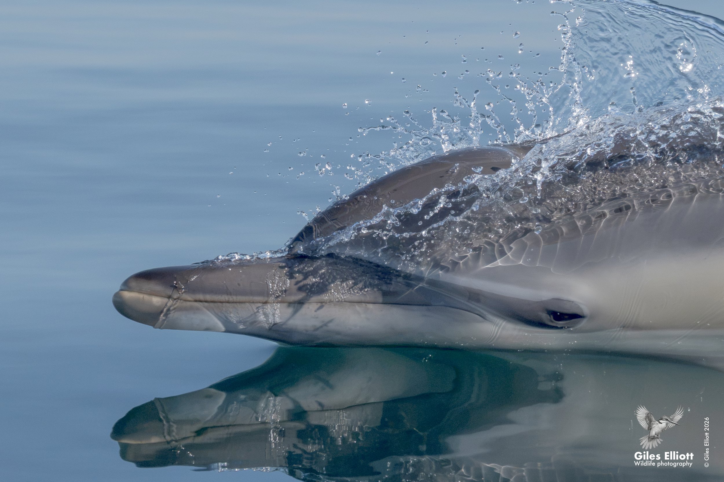 Common dolphin