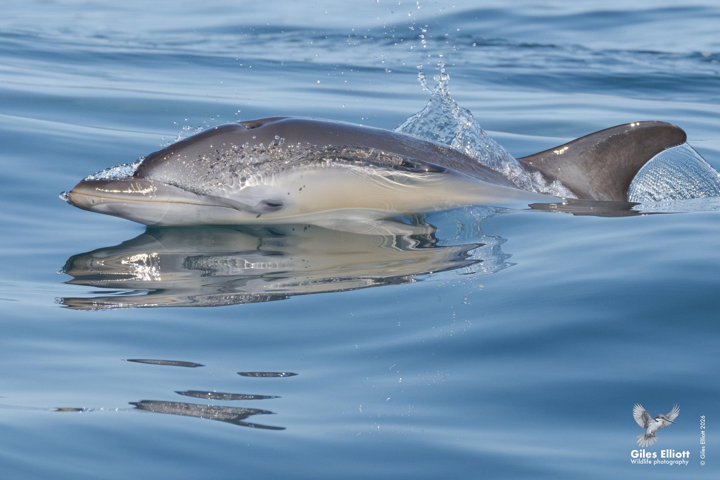 Common dolphin