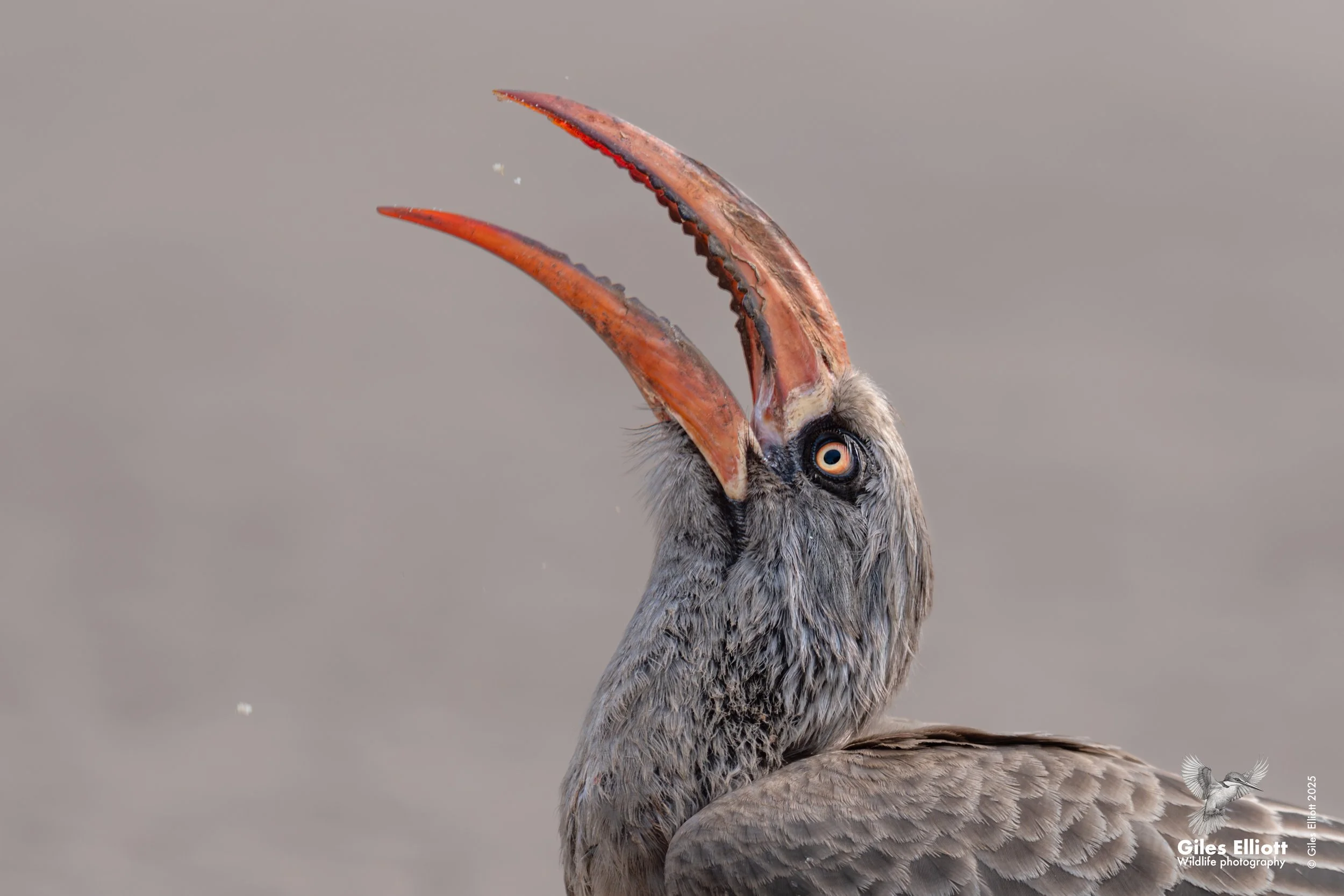 Southern Yellow-billed Hornbill