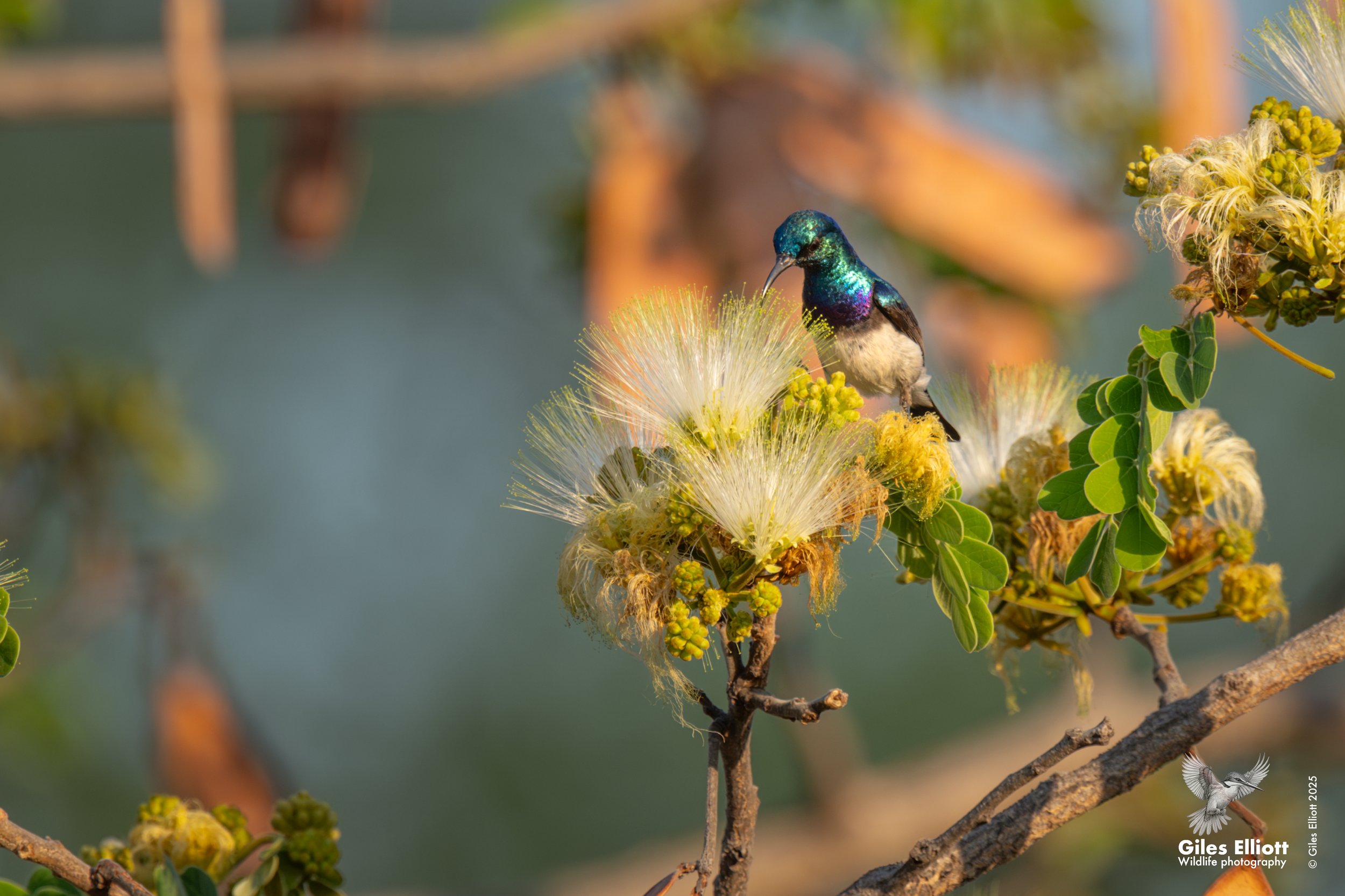 White-bellied sunbird
