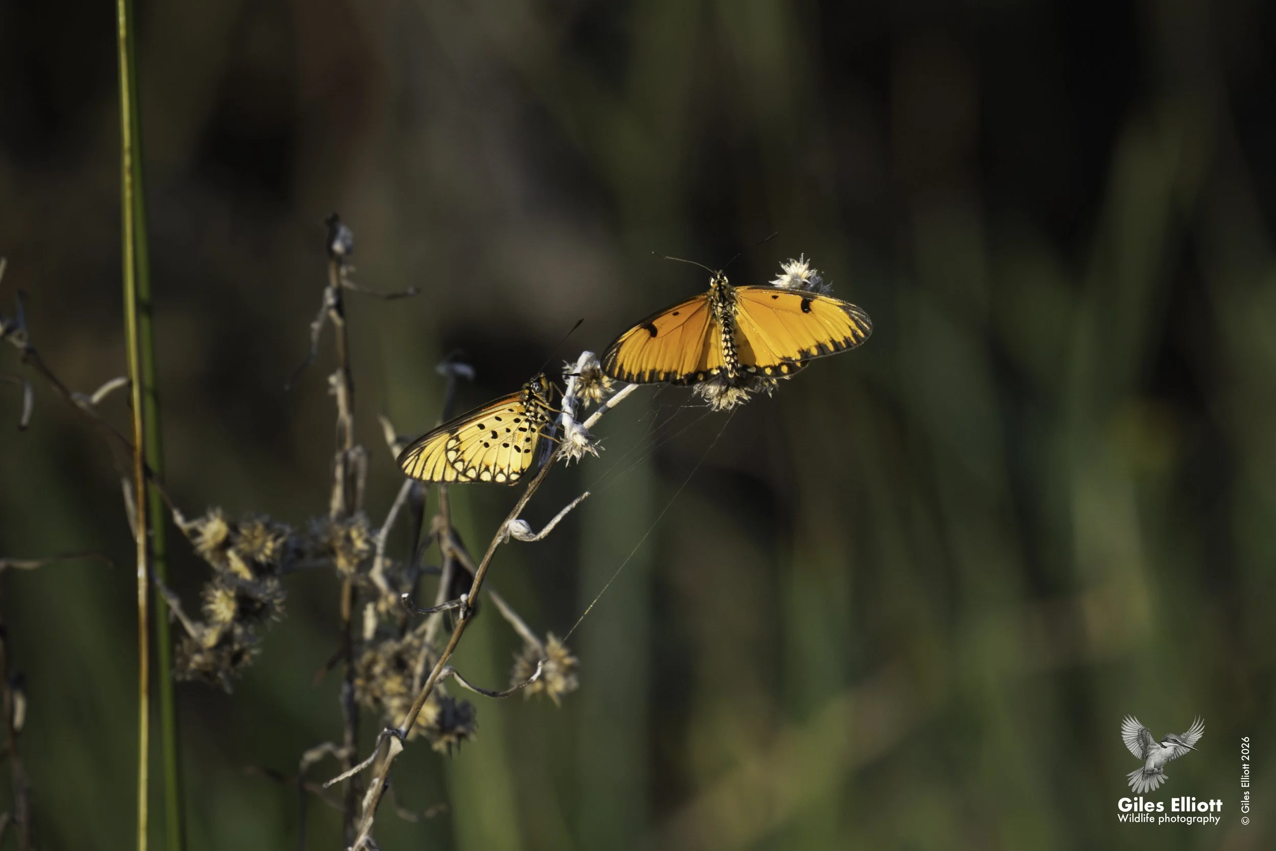 Dancing amber butterfly