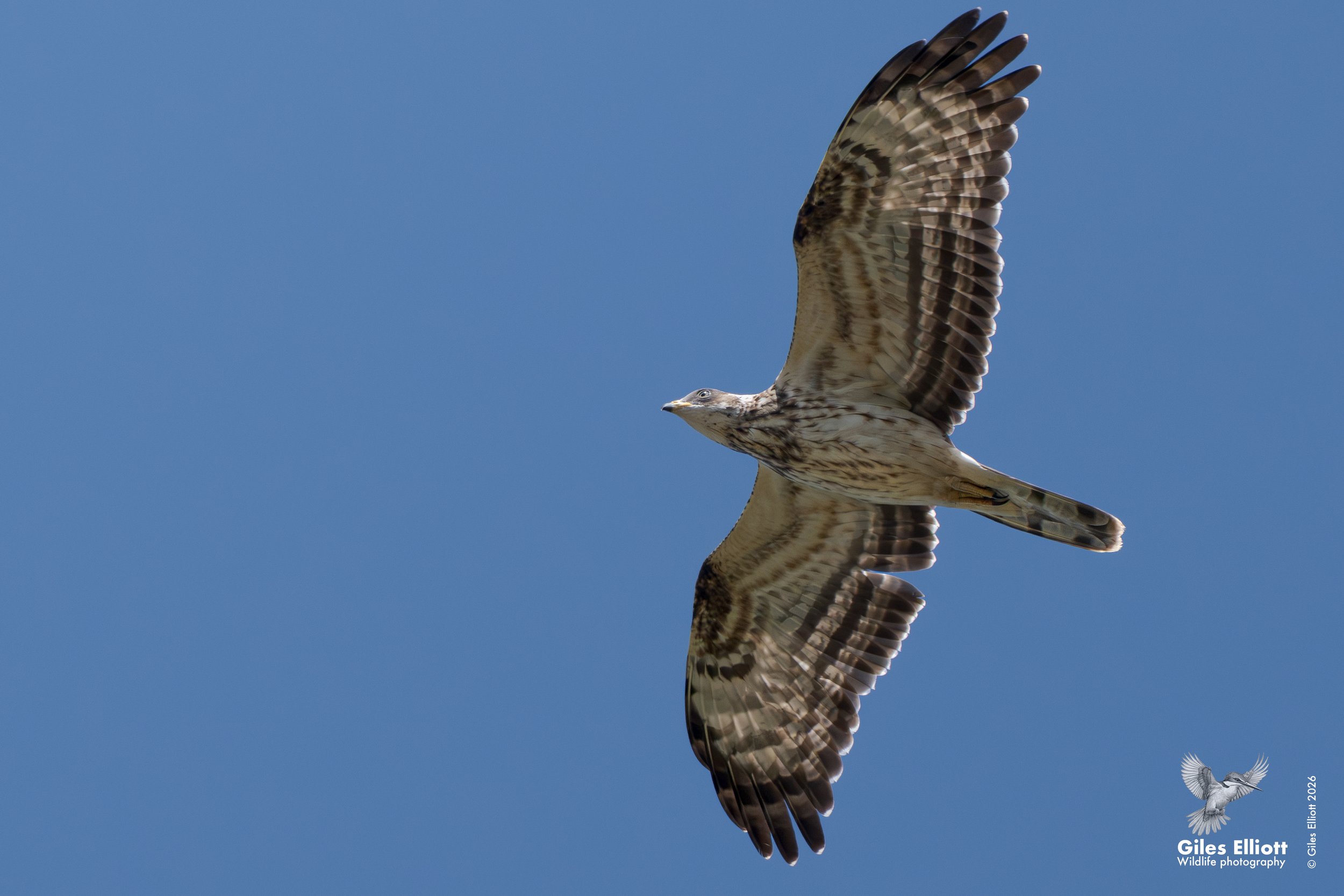 Honey buzzard