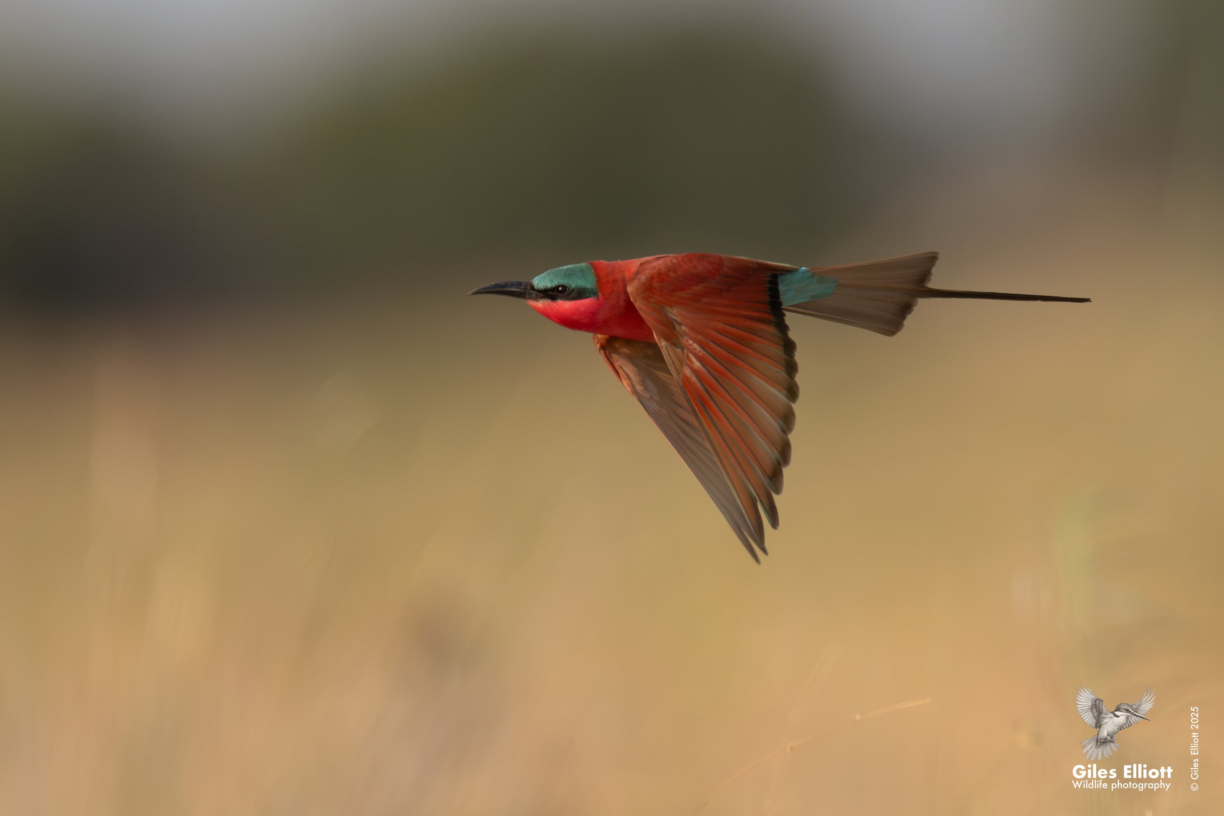 Southern Carmine Bee-eater