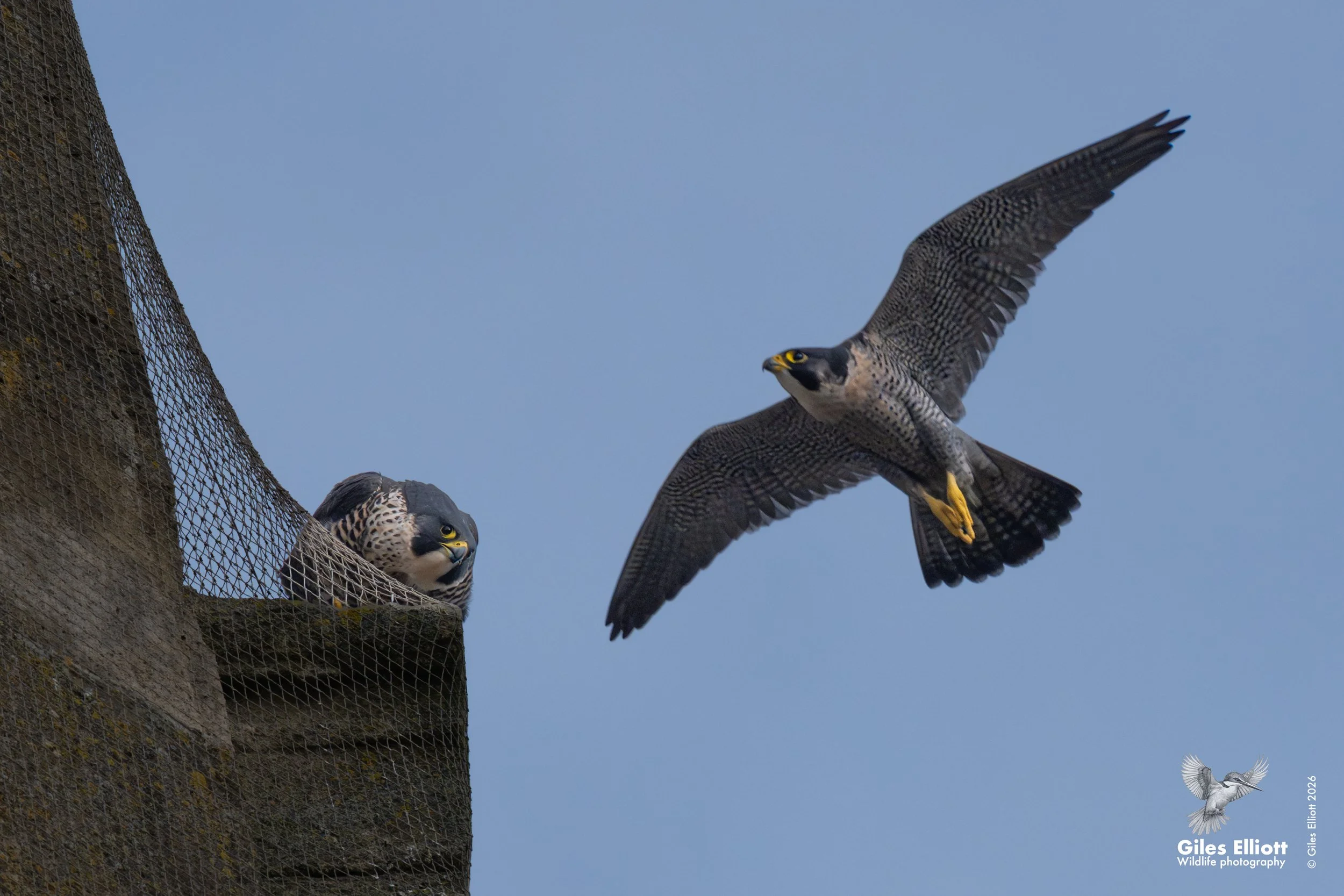 Peregrine falcon