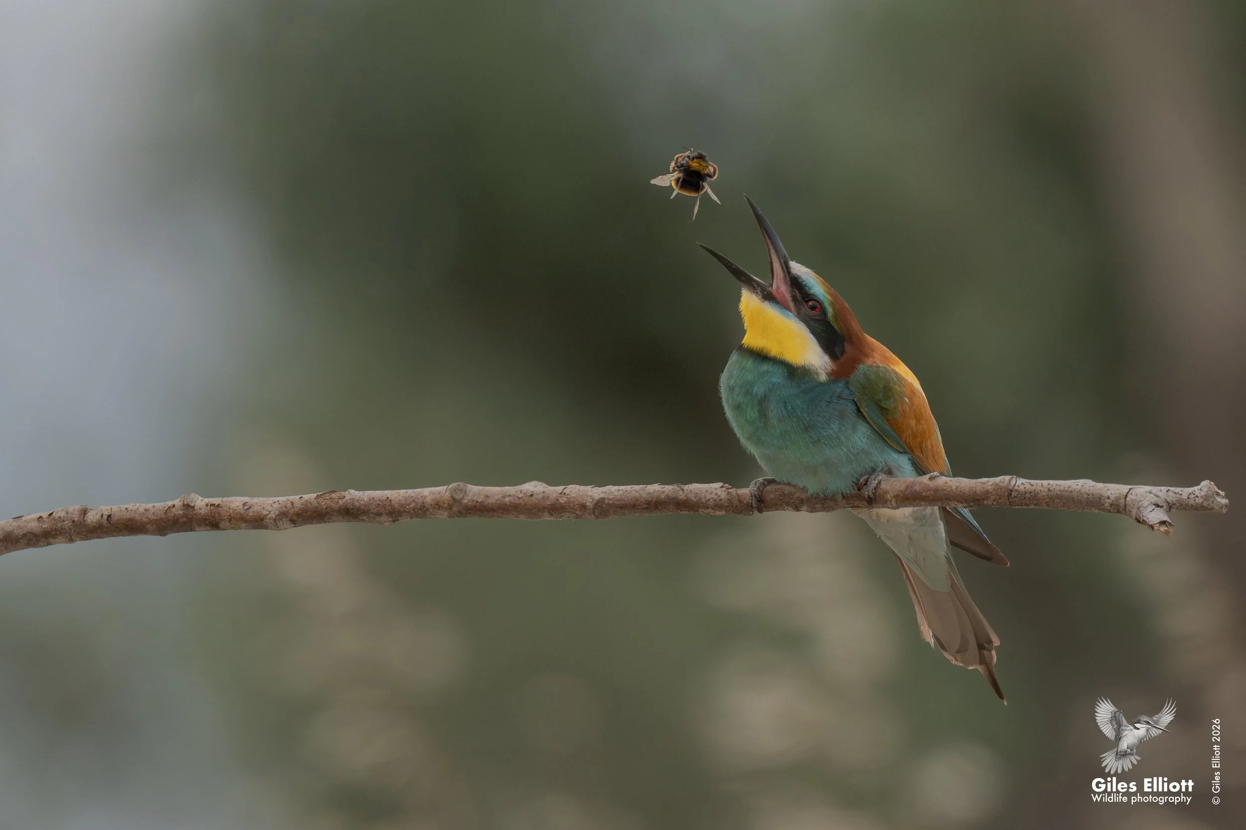 bee eaters 28.jpg