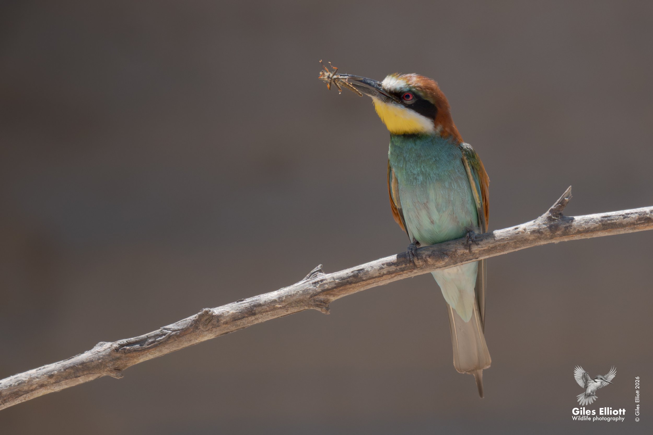 bee eaters 34.jpg