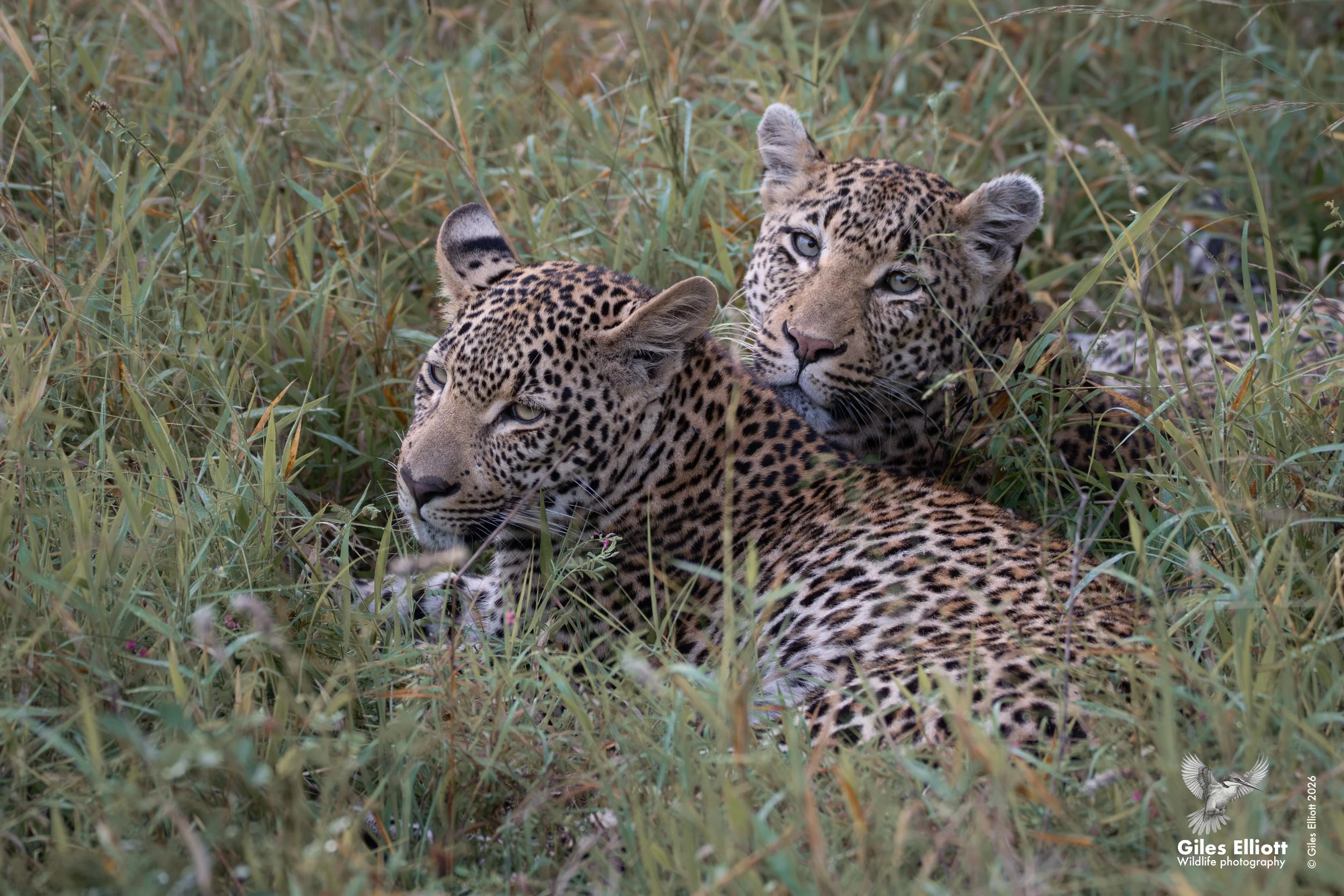 leopard 4 adult 3.jpg