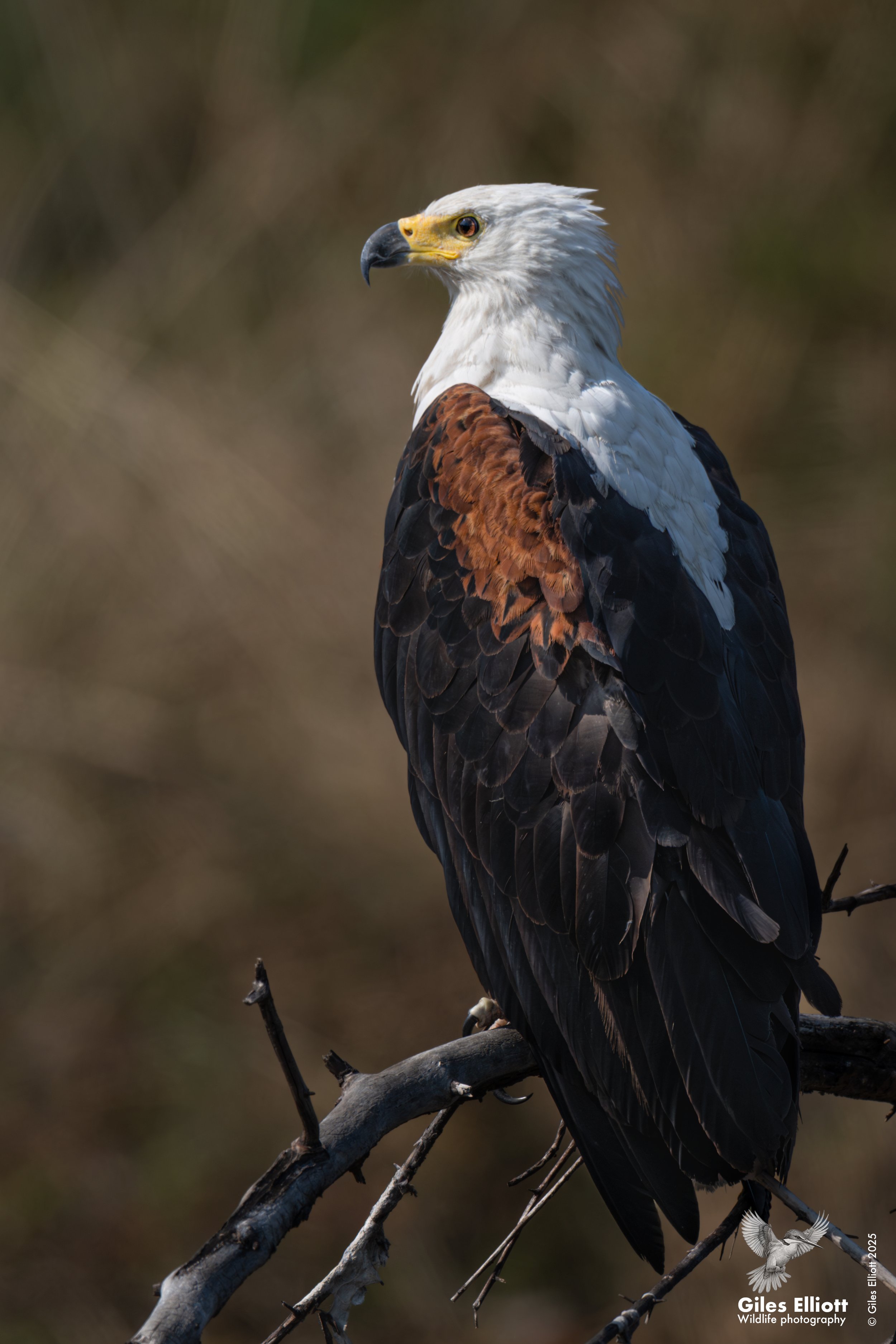 African fish eagle