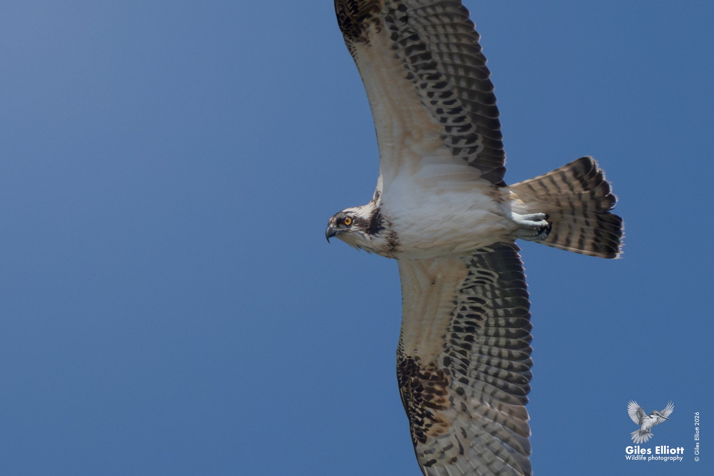 Osprey