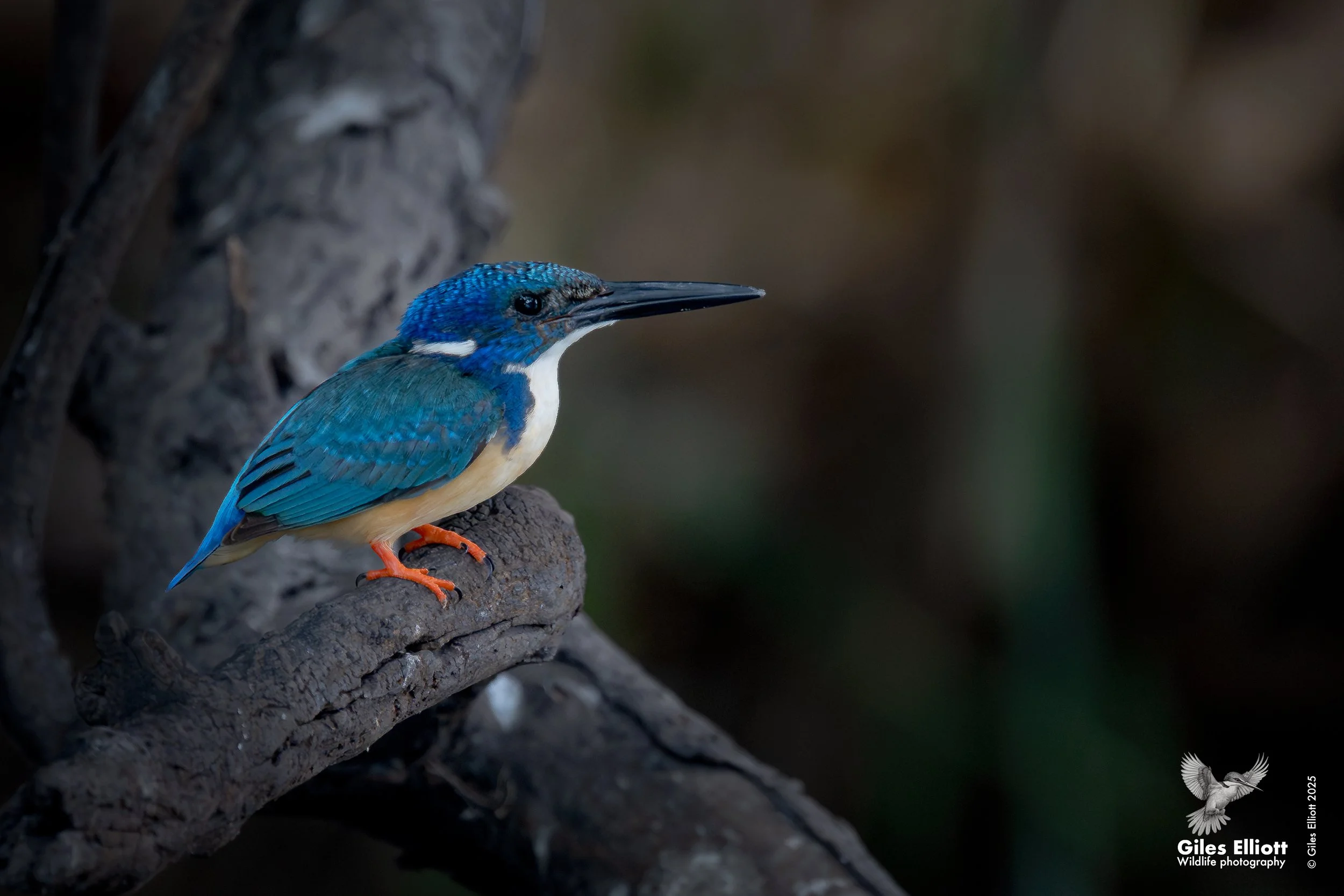 Half-collared kingfisher