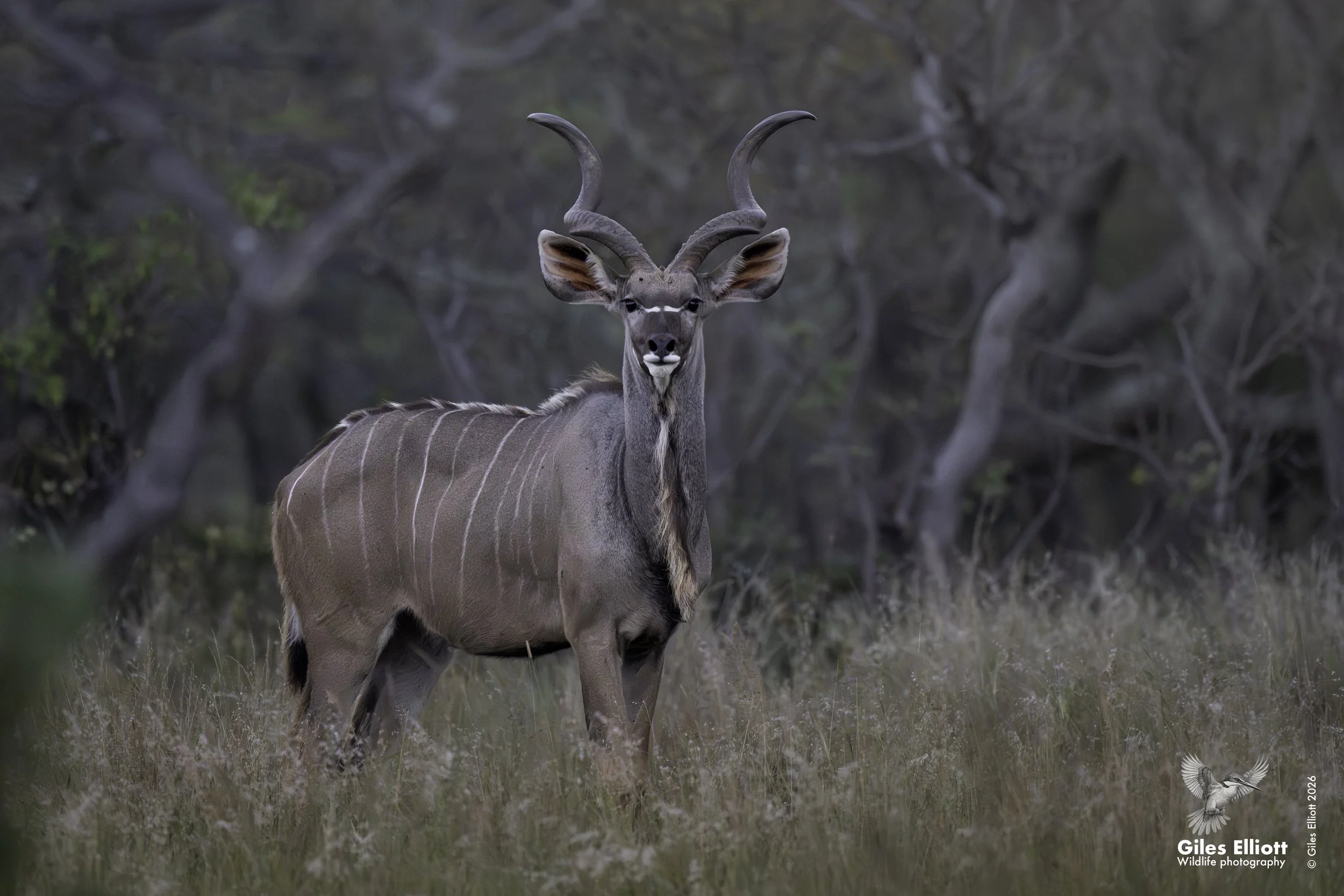 Kudu