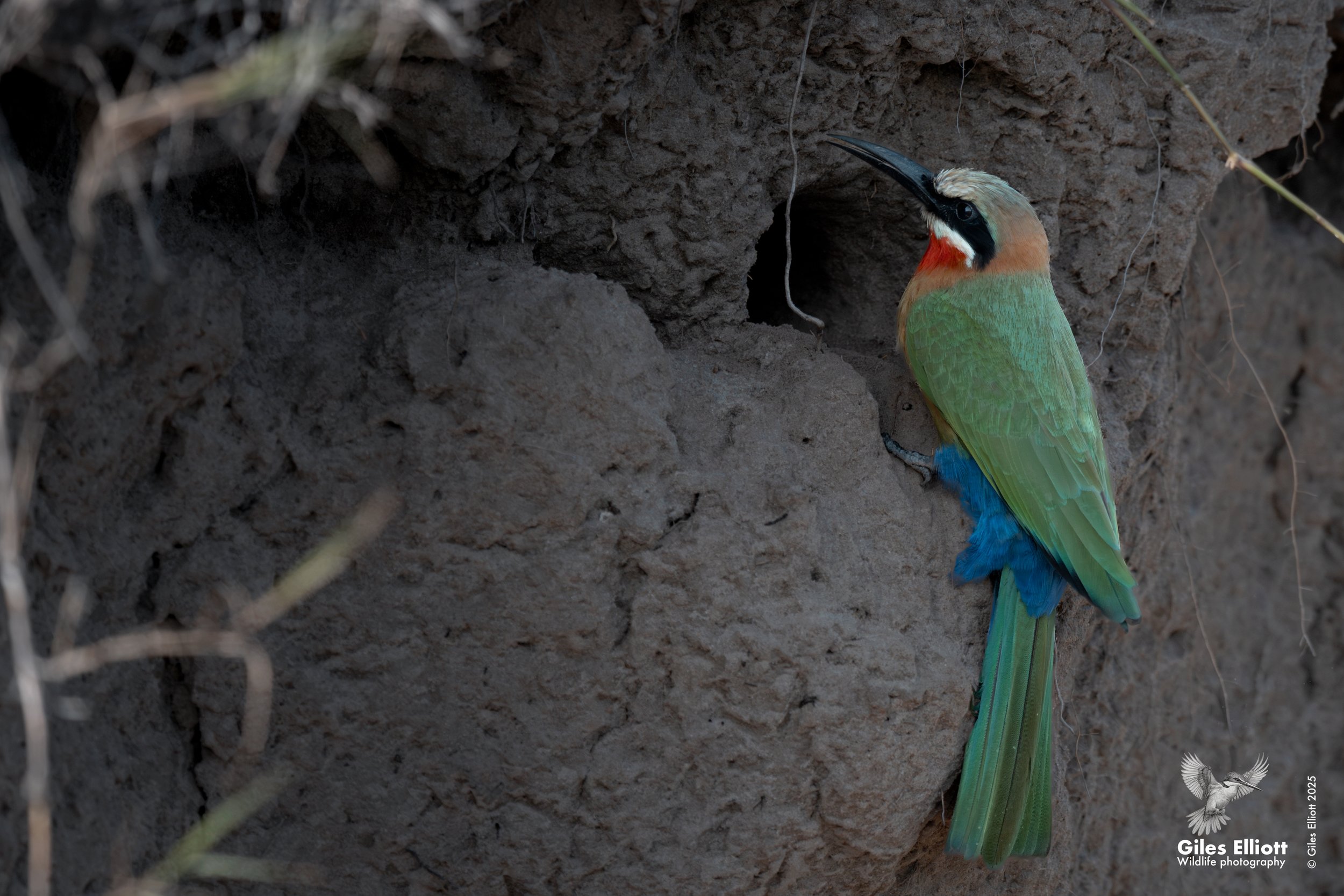 A colorful bird with a long beak, green body, blue tail, and red throat perched on a rocky surface near a small hole.