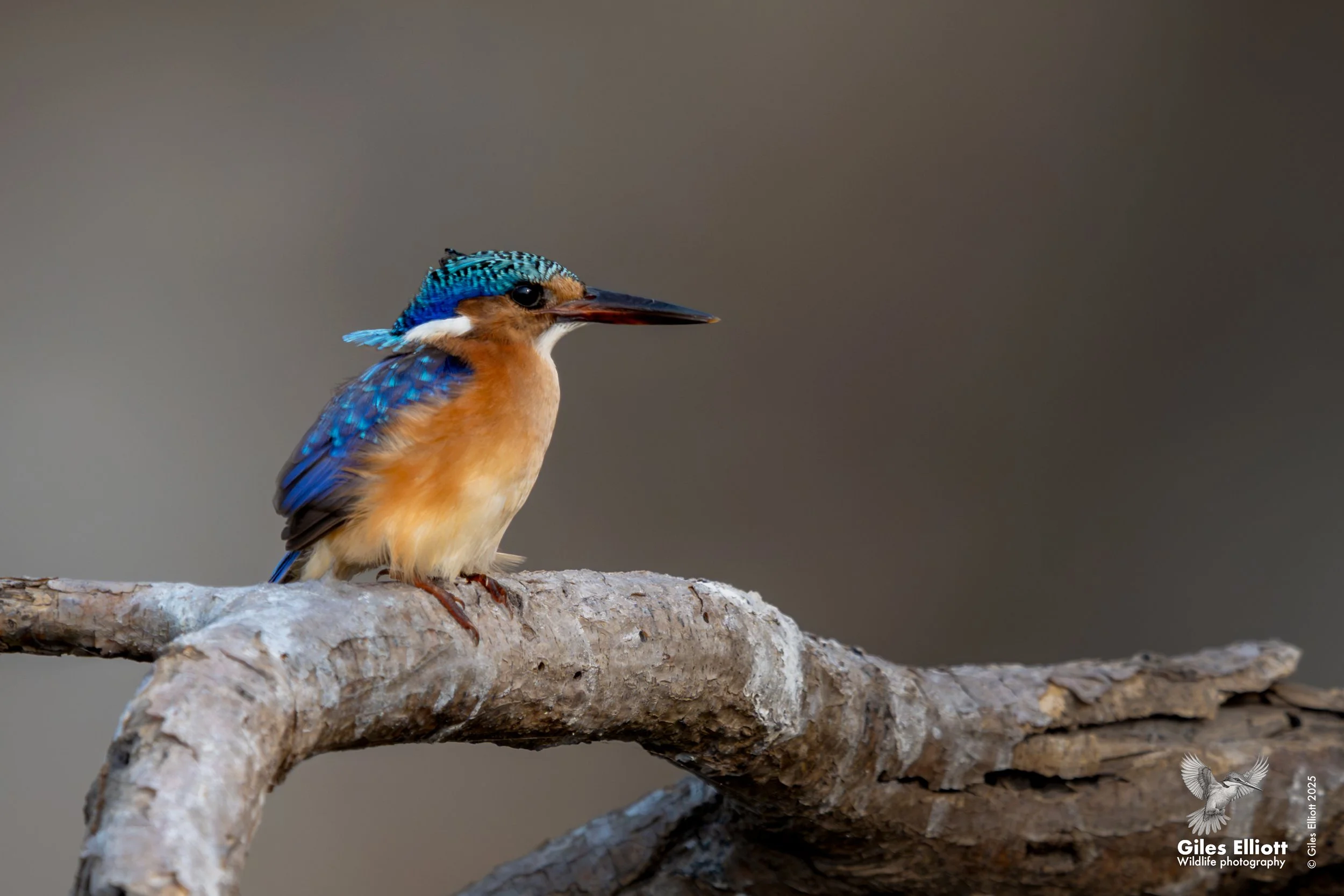 Malachite kingfisher