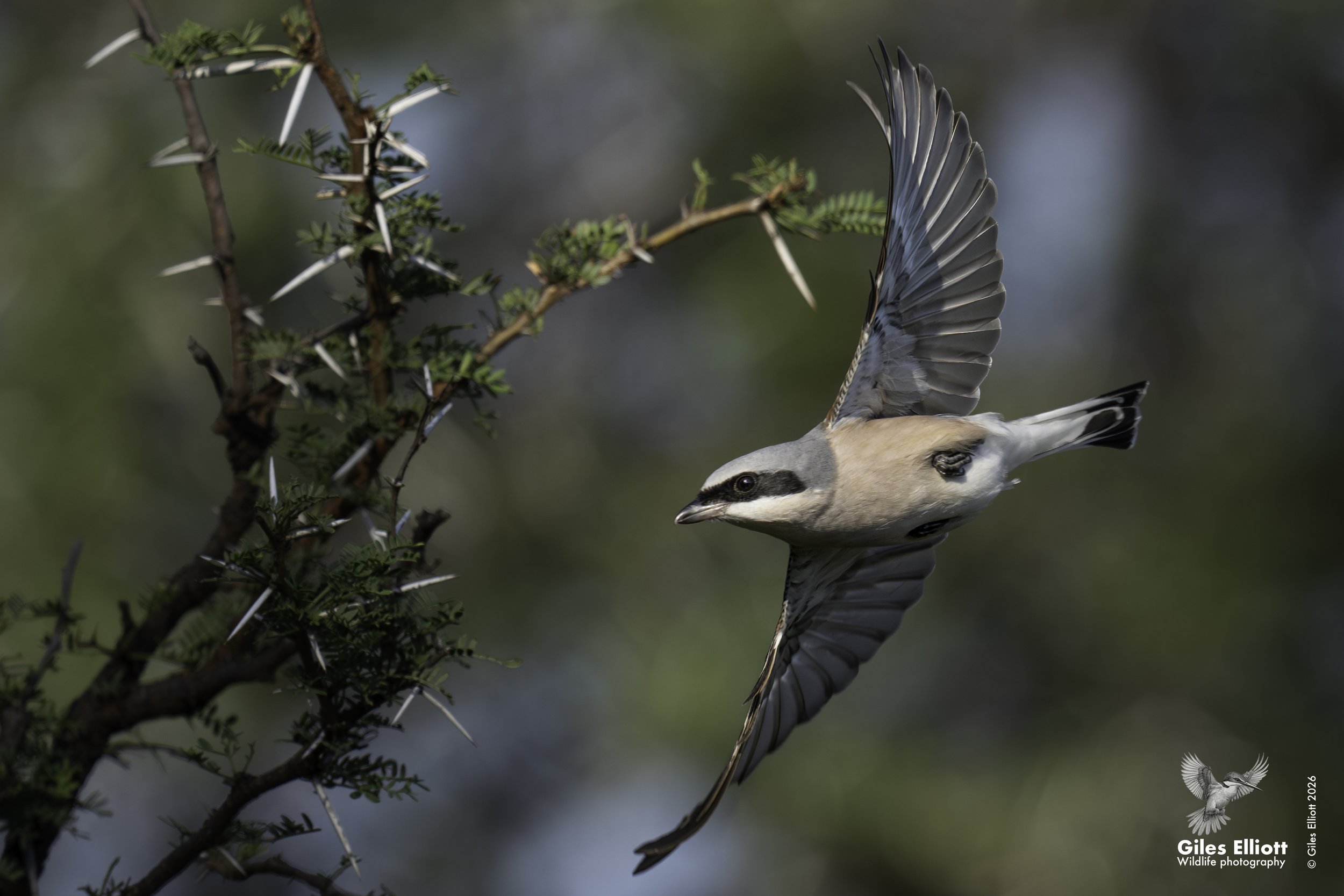 Red-backed shrike