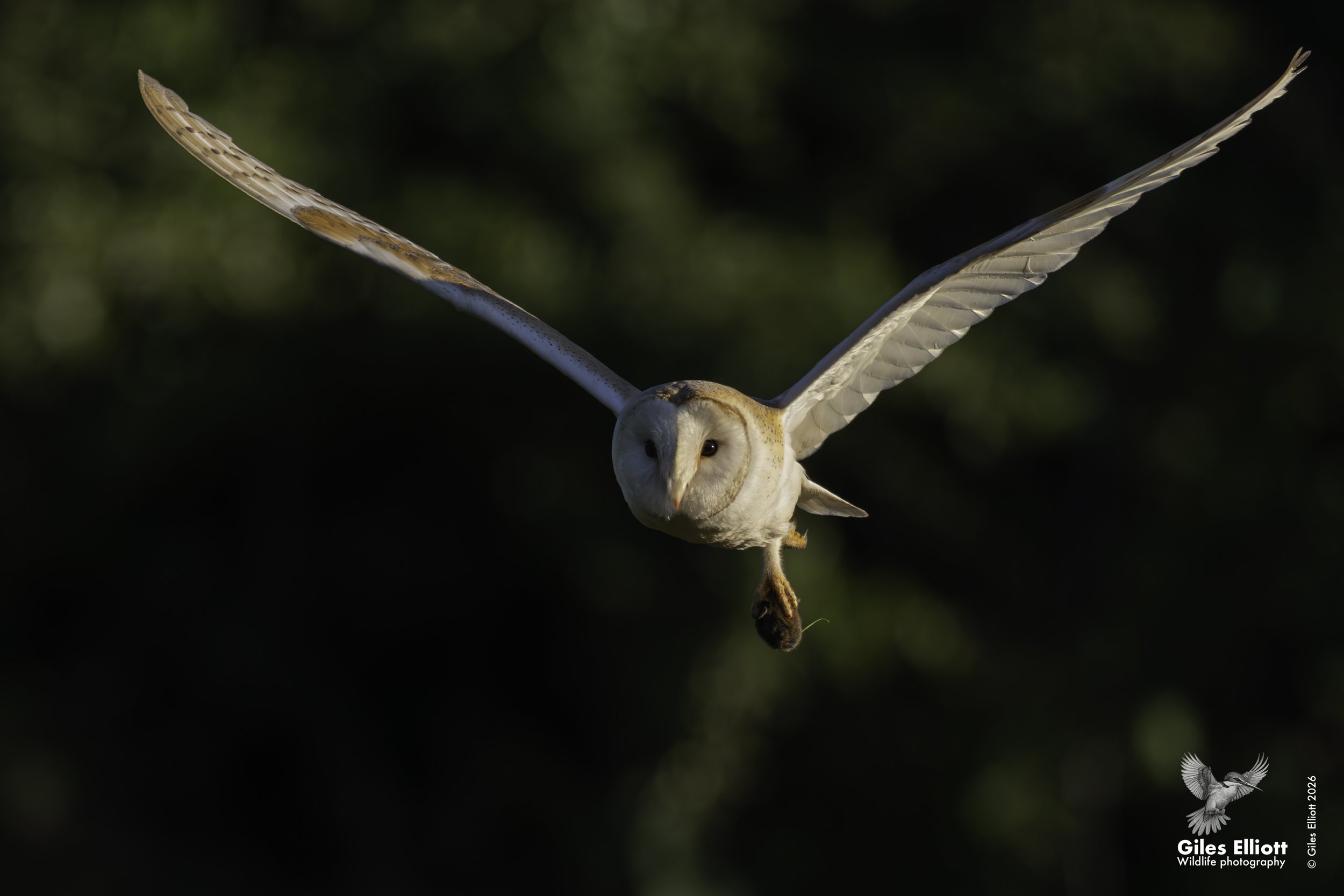 Barn owl