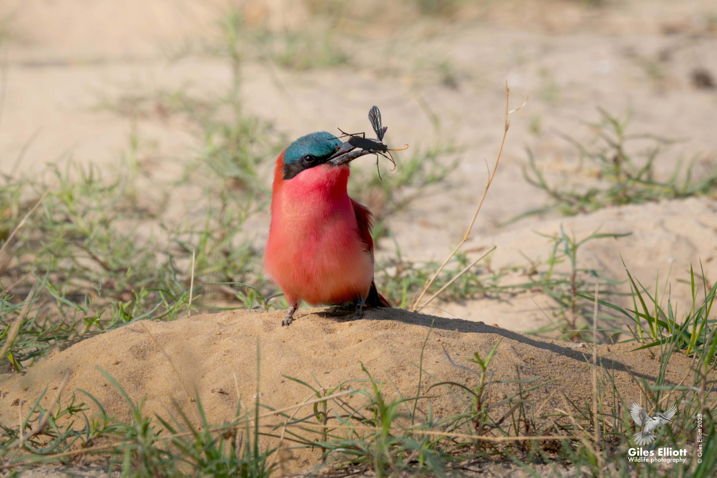 Southern Carmine Bee-eater