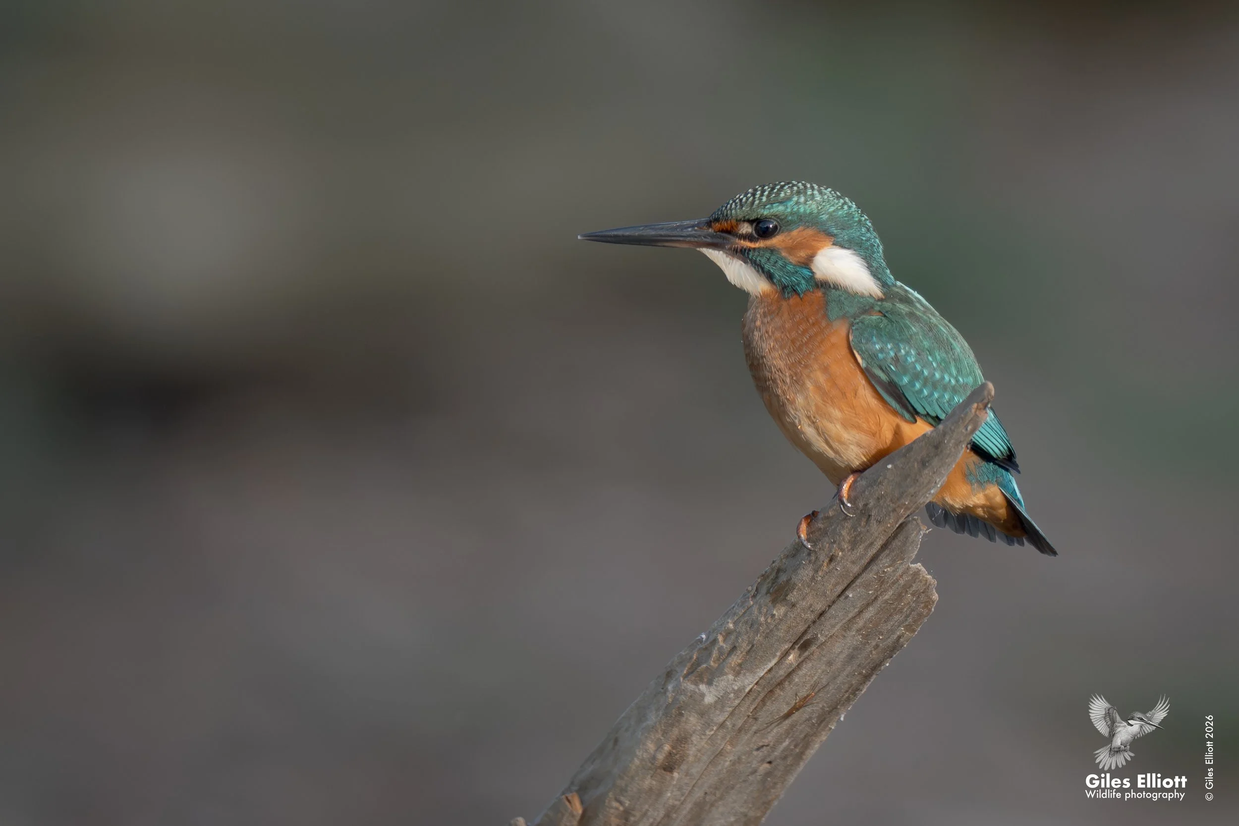 European kingfisher