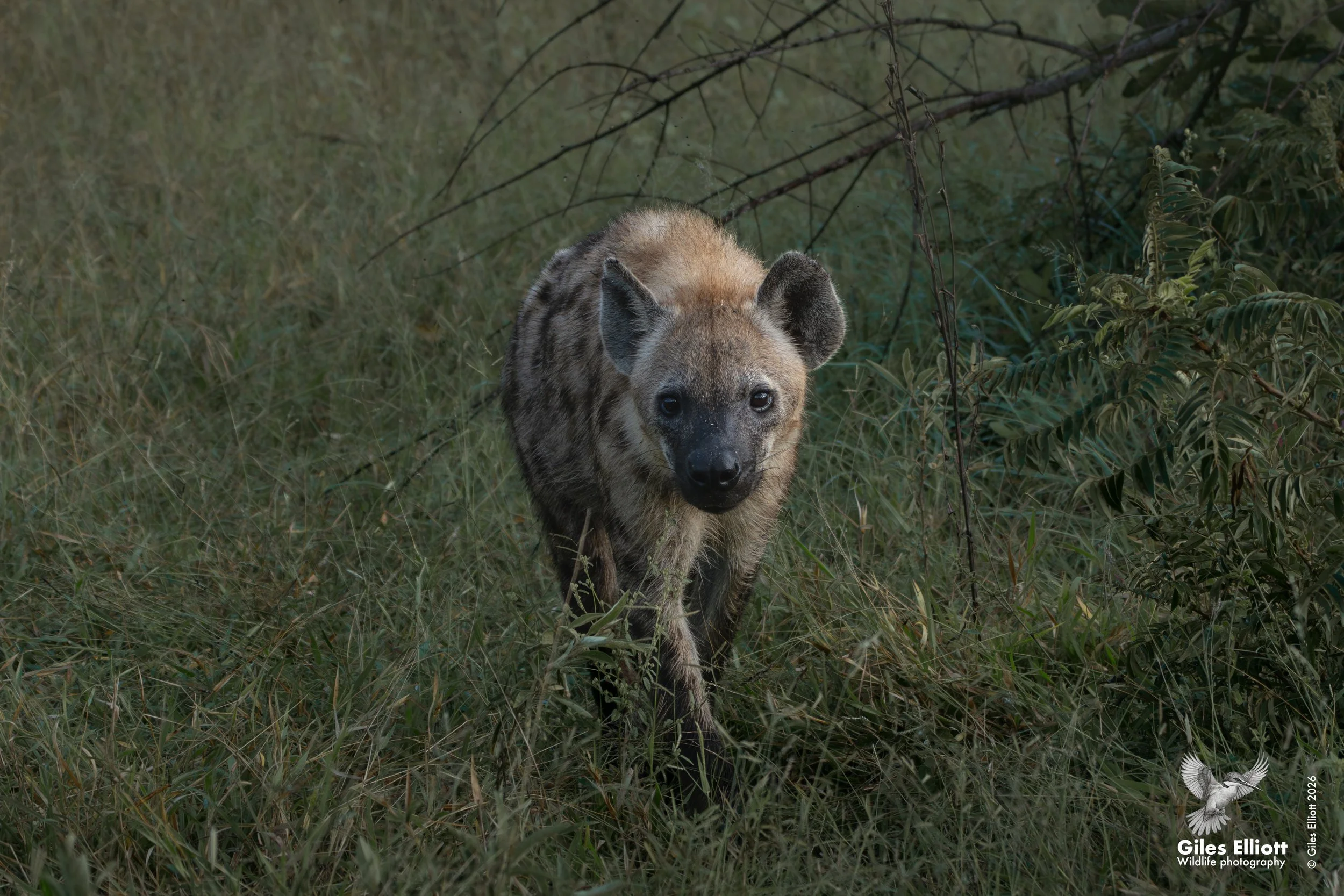 hyena.jpg