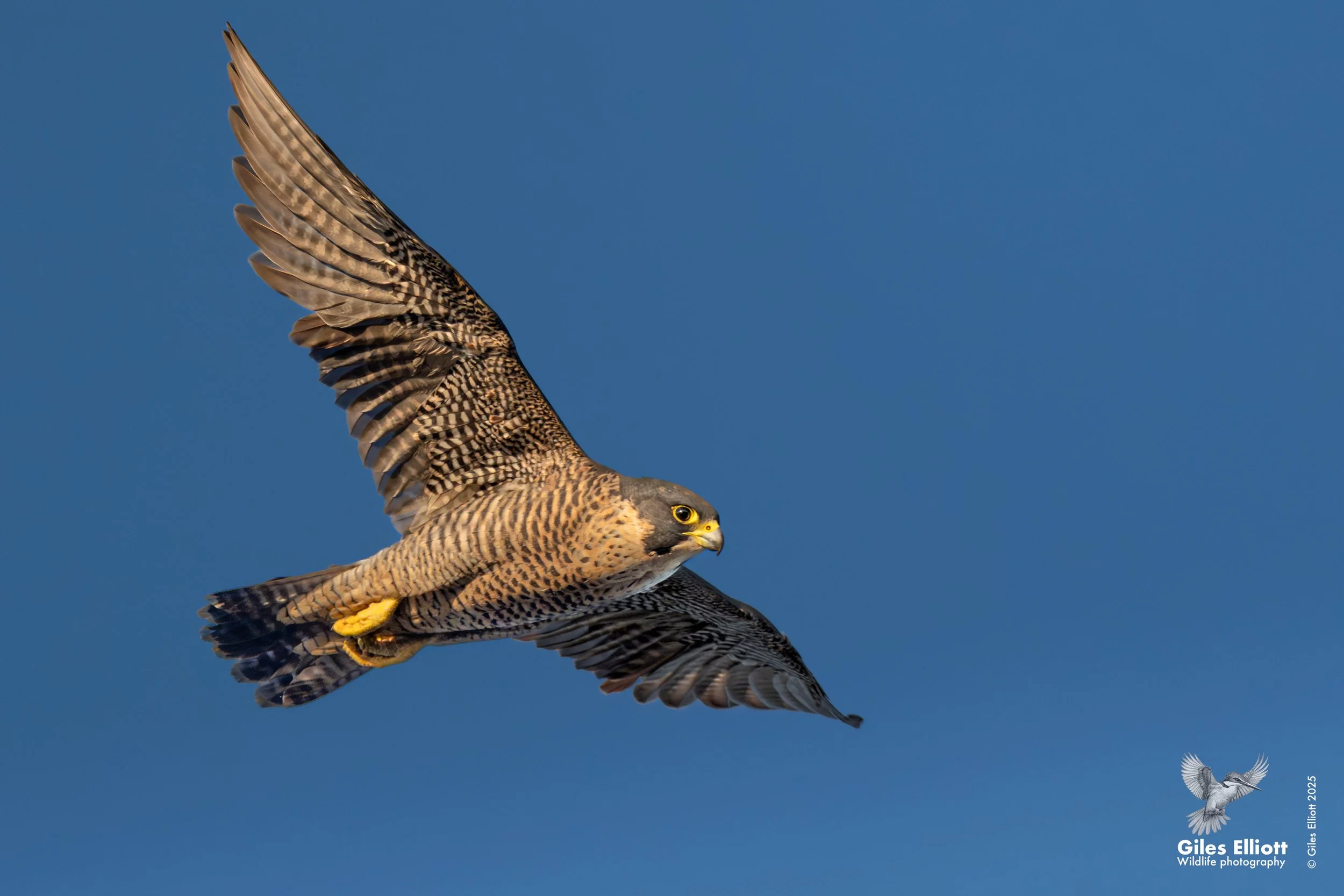 Peregrine Falcon. Thames Valley, UK. September 2025
