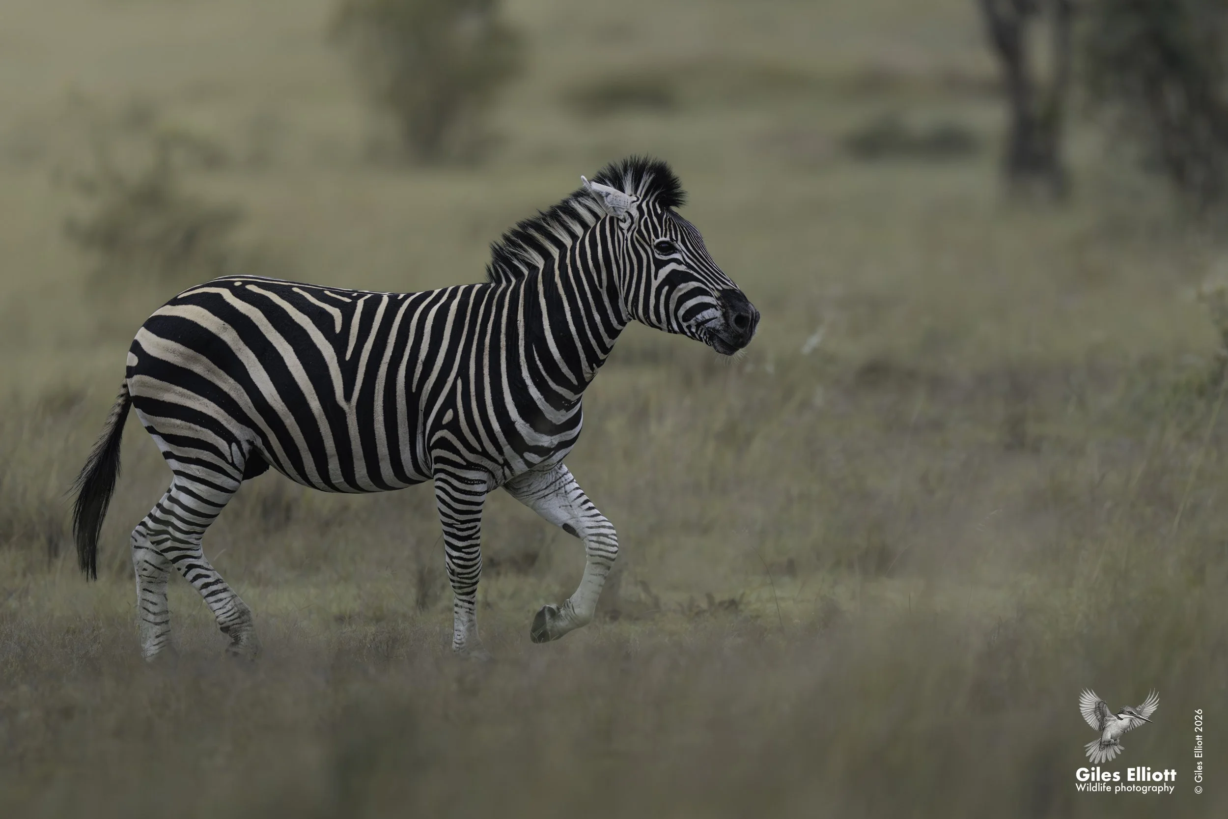 Zebra