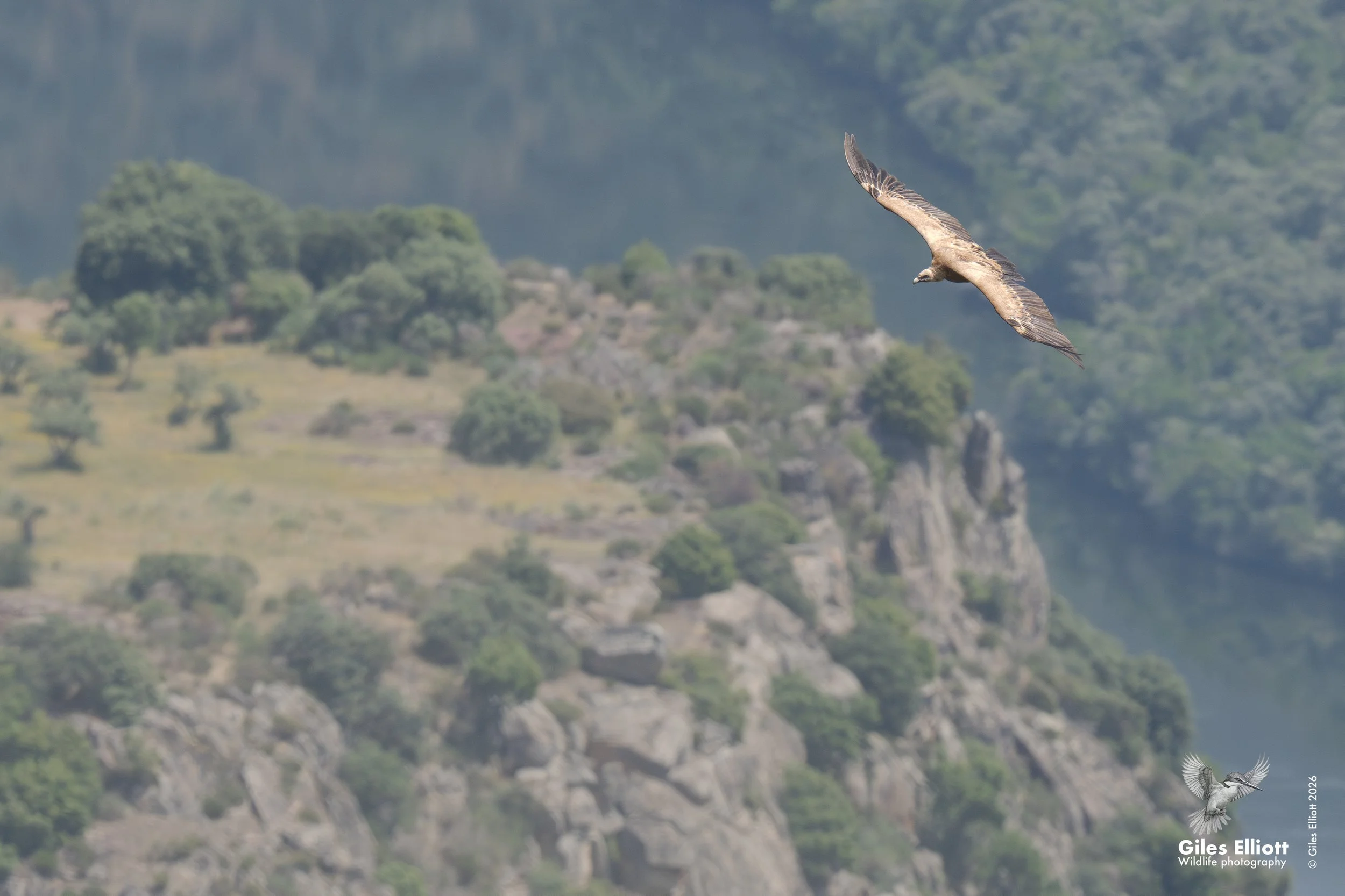 Griffon vulture